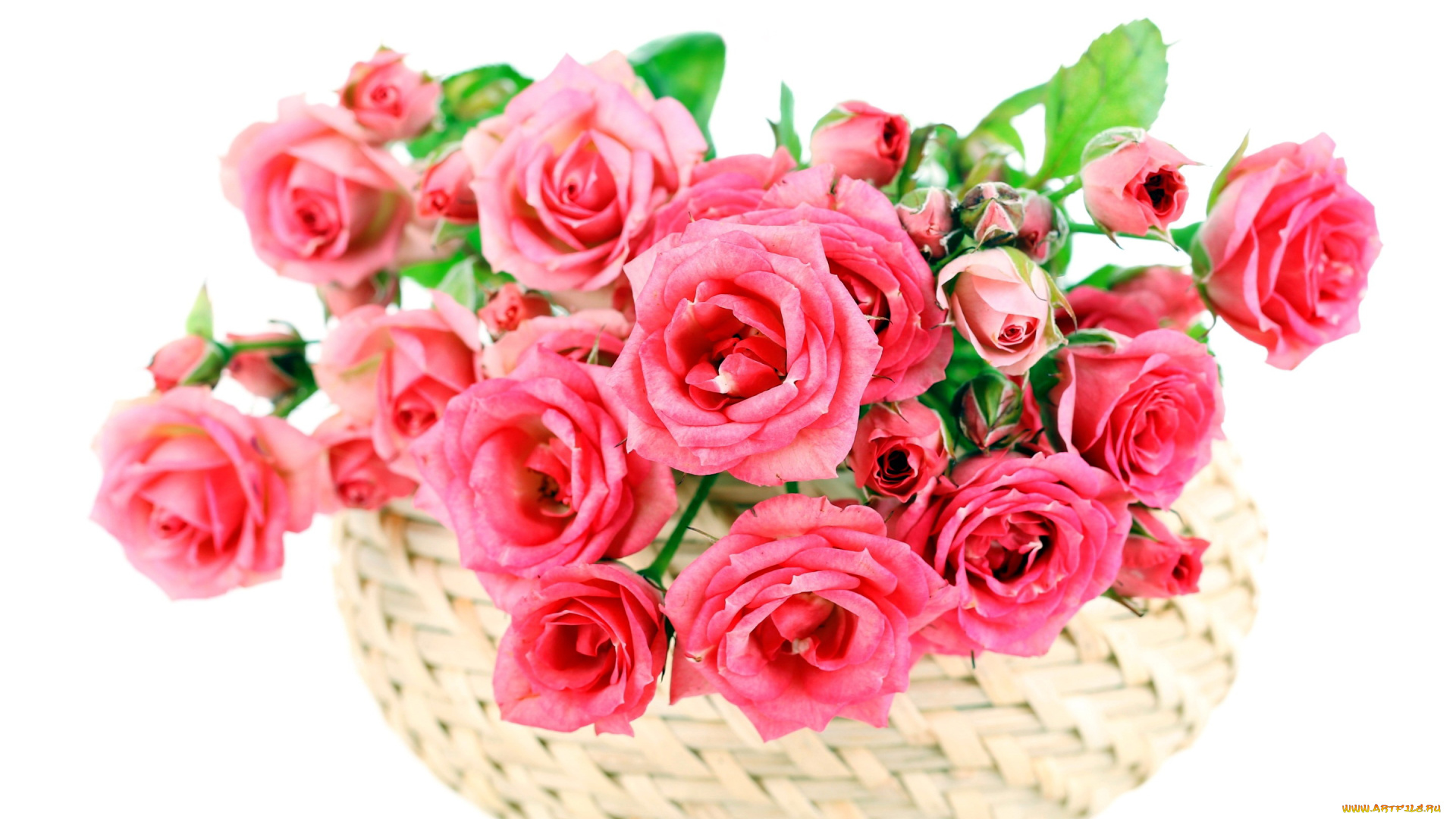 цветы, розы, корзинка, розовый