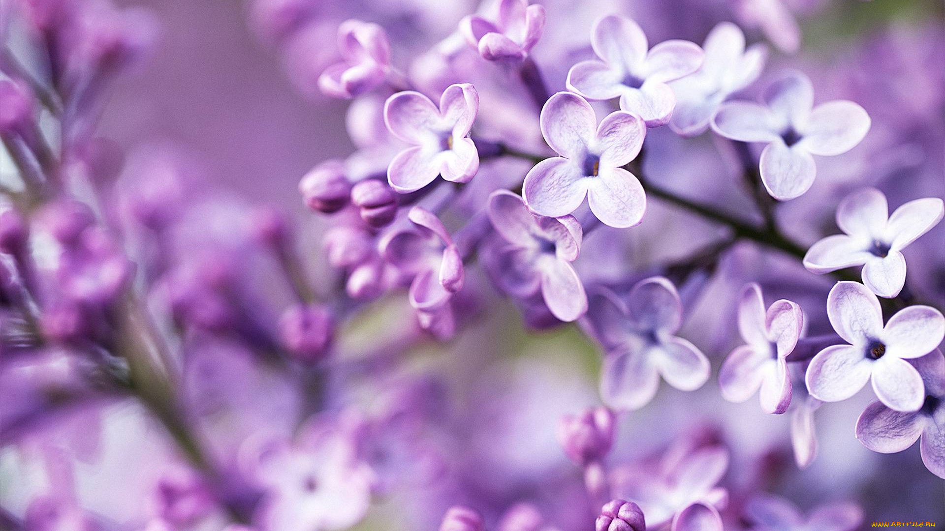 цветы, сирень, бутоны, макро, цветение, лиловые, ветки