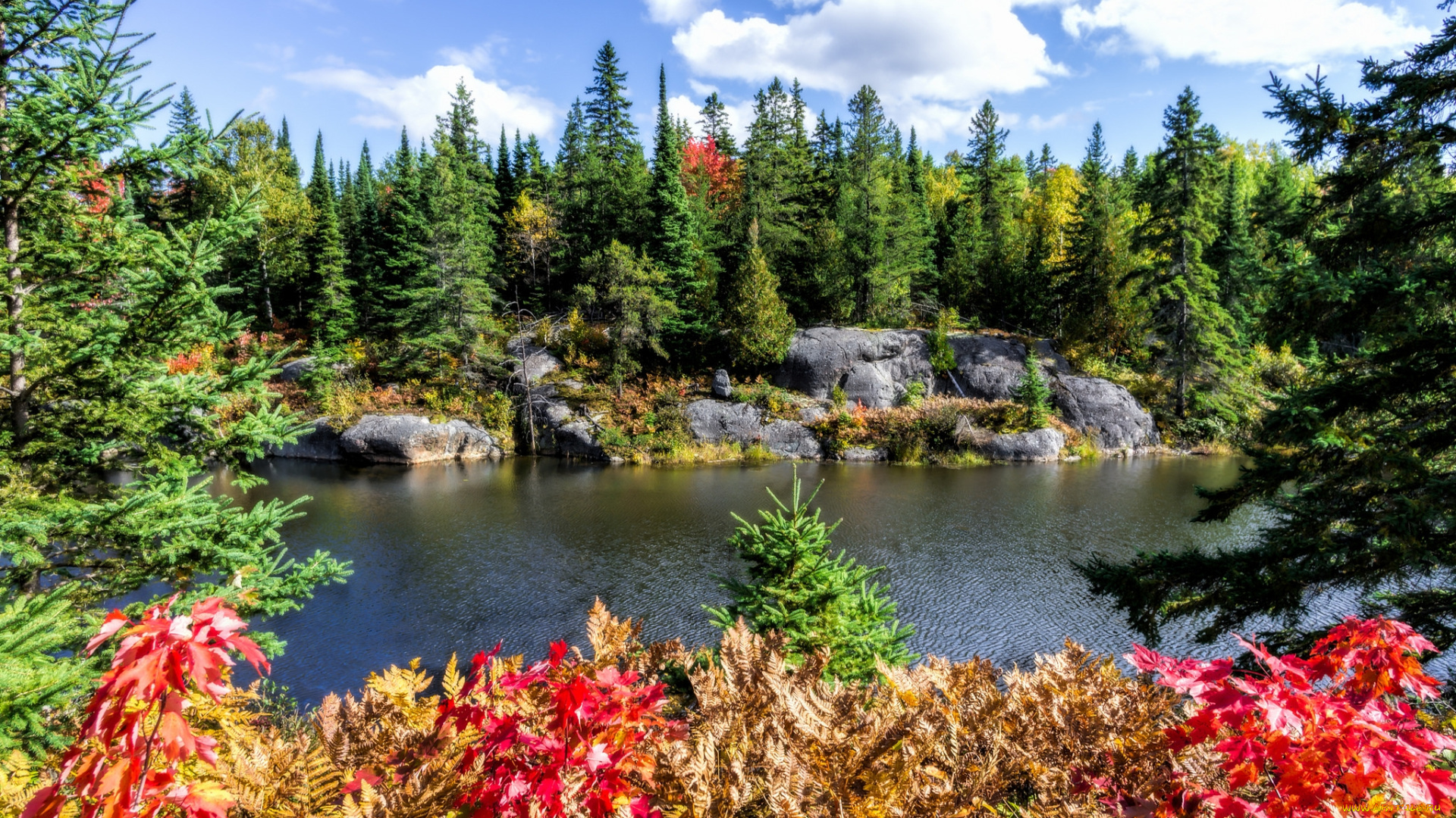 природа, реки, озера, лес, река