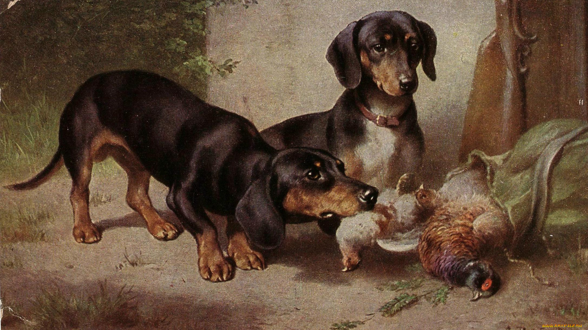 рисованное, животные, , собаки, собаки, таксы, добыча, фазаны, птицы, дичь