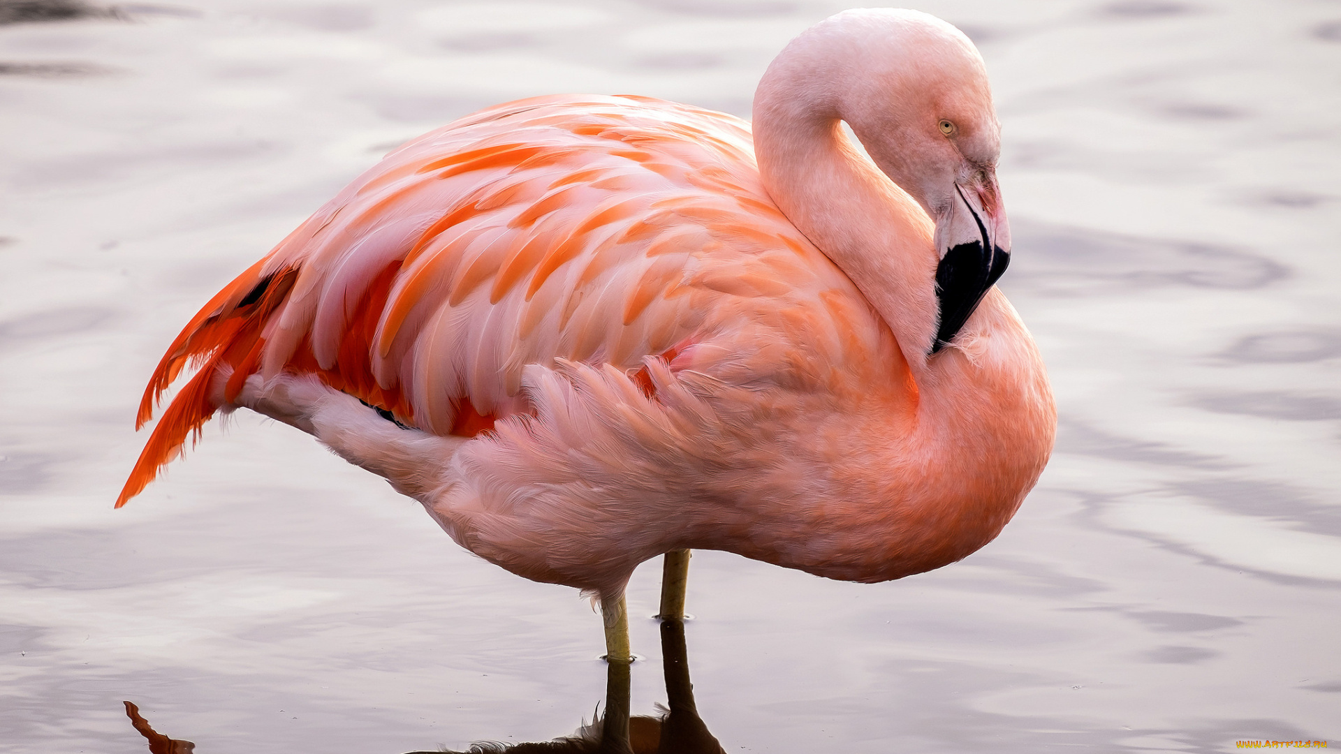 животные, фламинго, птичка