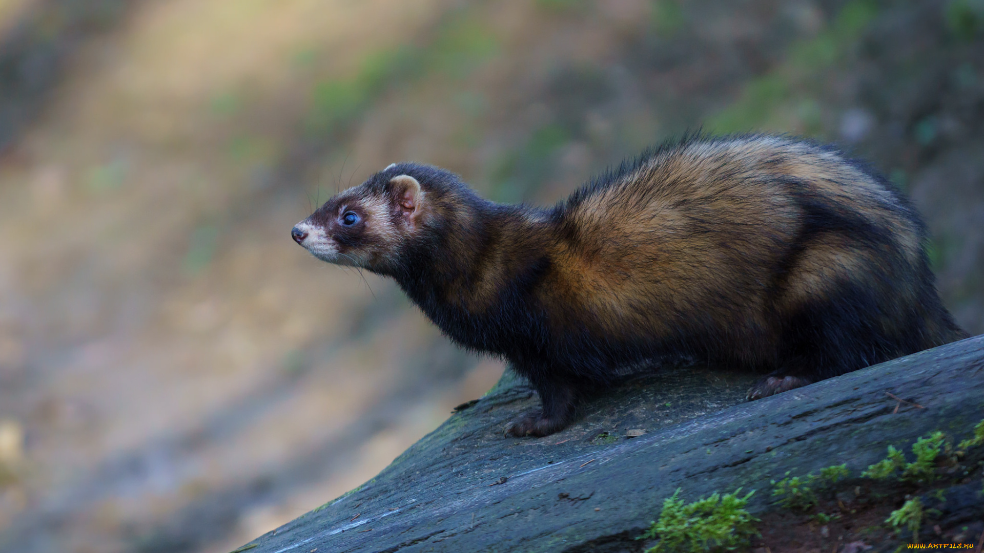 животные, хорьки, , куницы, , горностаи, , ласки, , соболи, куница