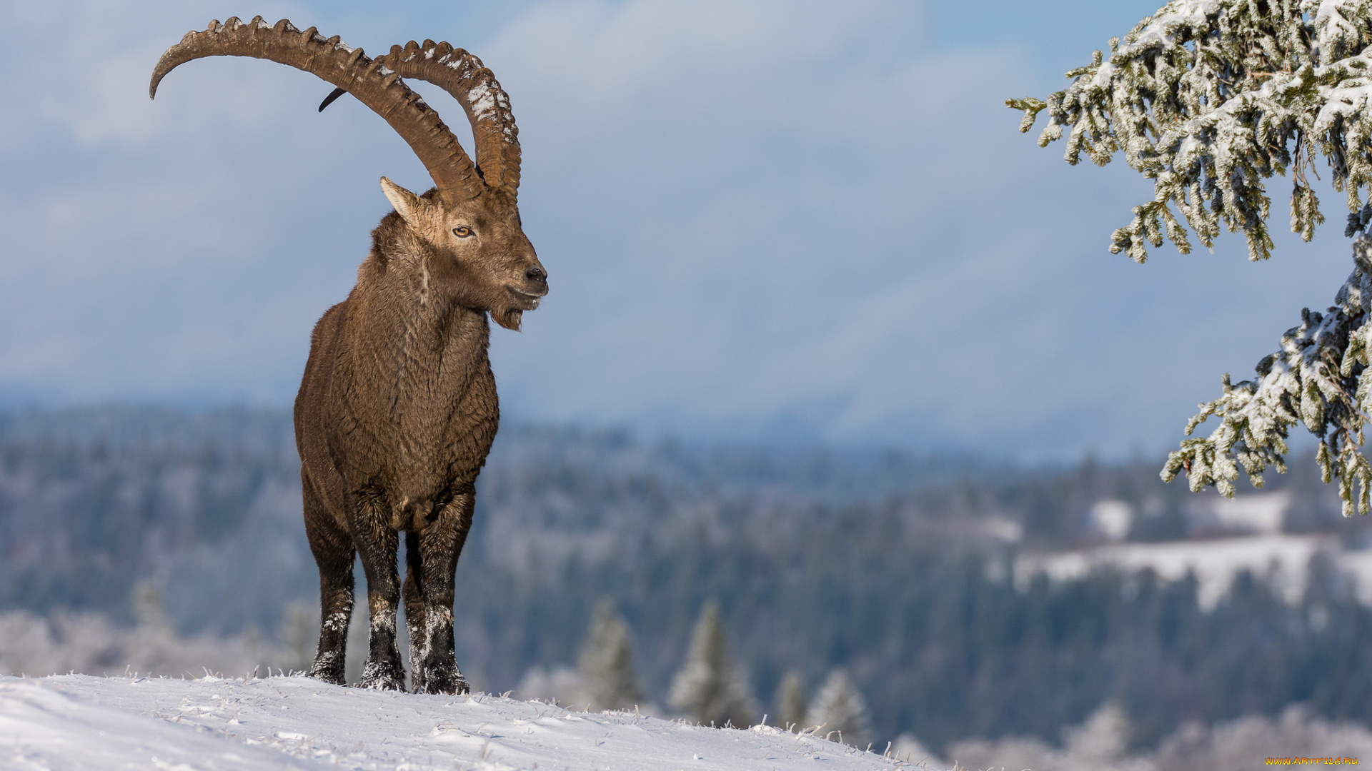 животные, козы, козерог