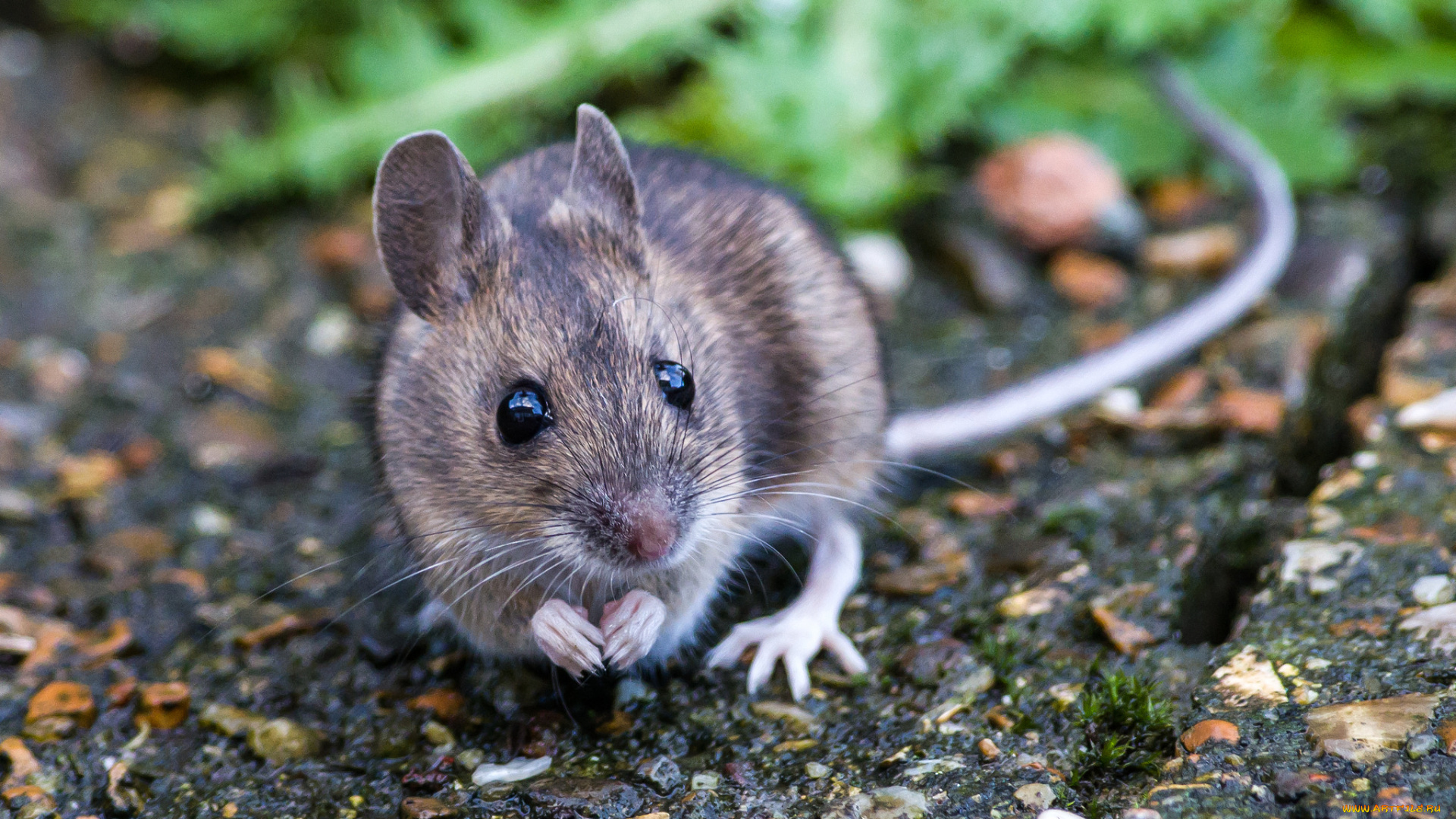 животные, крысы, , мыши, мышка