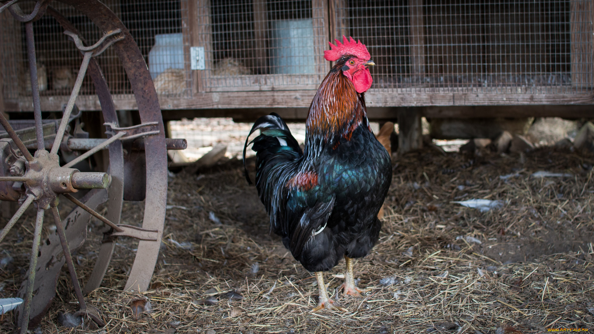 животные, куры, , петухи, петя