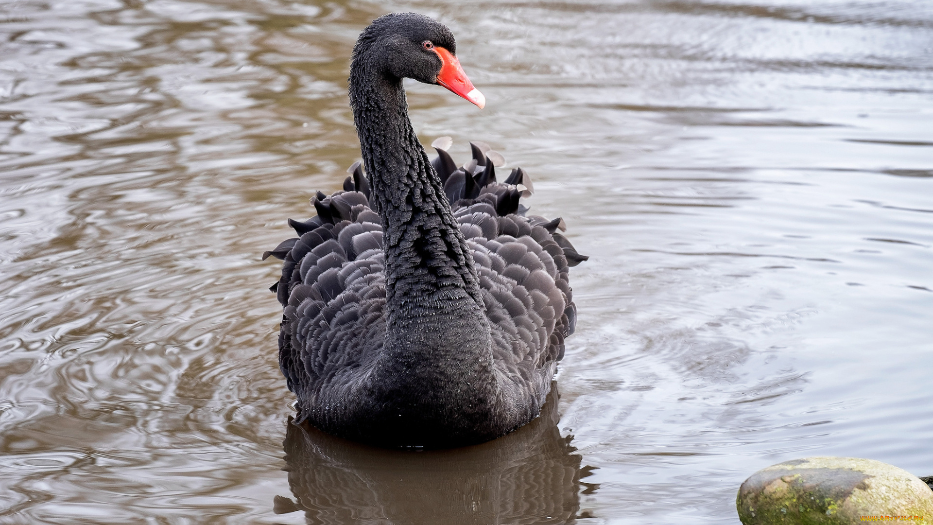 животные, лебеди, лебедь, черный