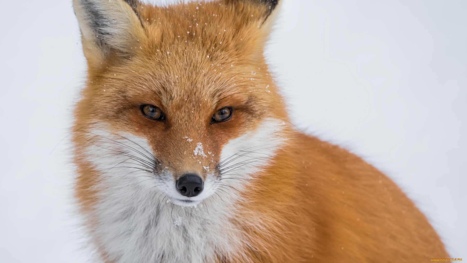 животные, лисы, лисичка