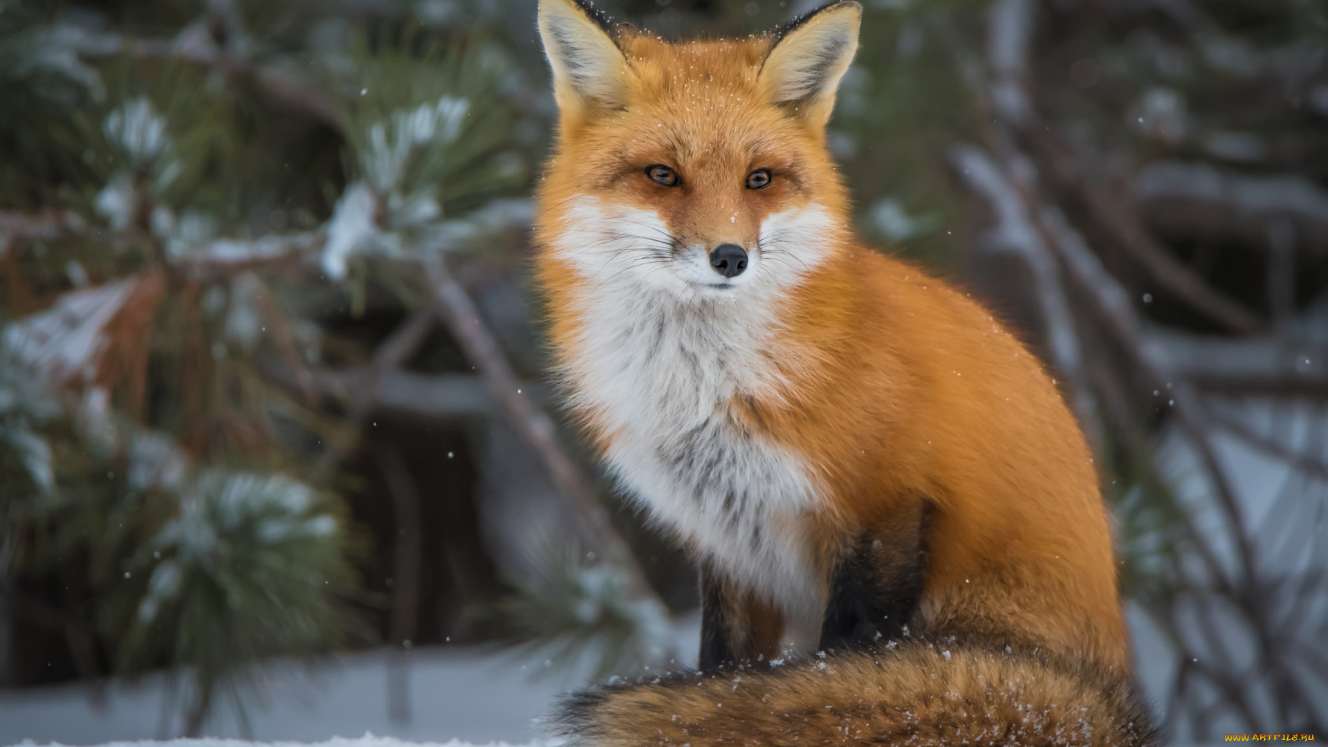 животные, лисы, лисичка