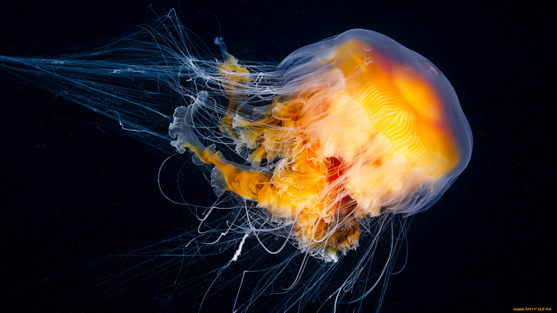 животные, медузы, медуза