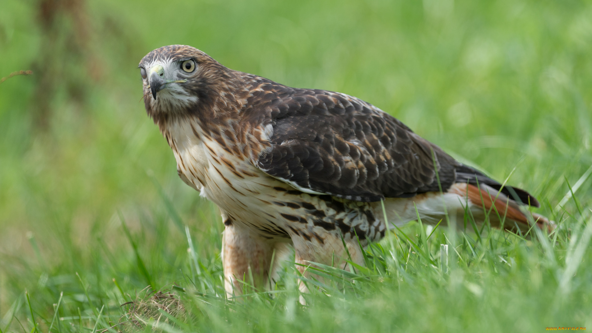 животные, птицы, -, хищники, хищник