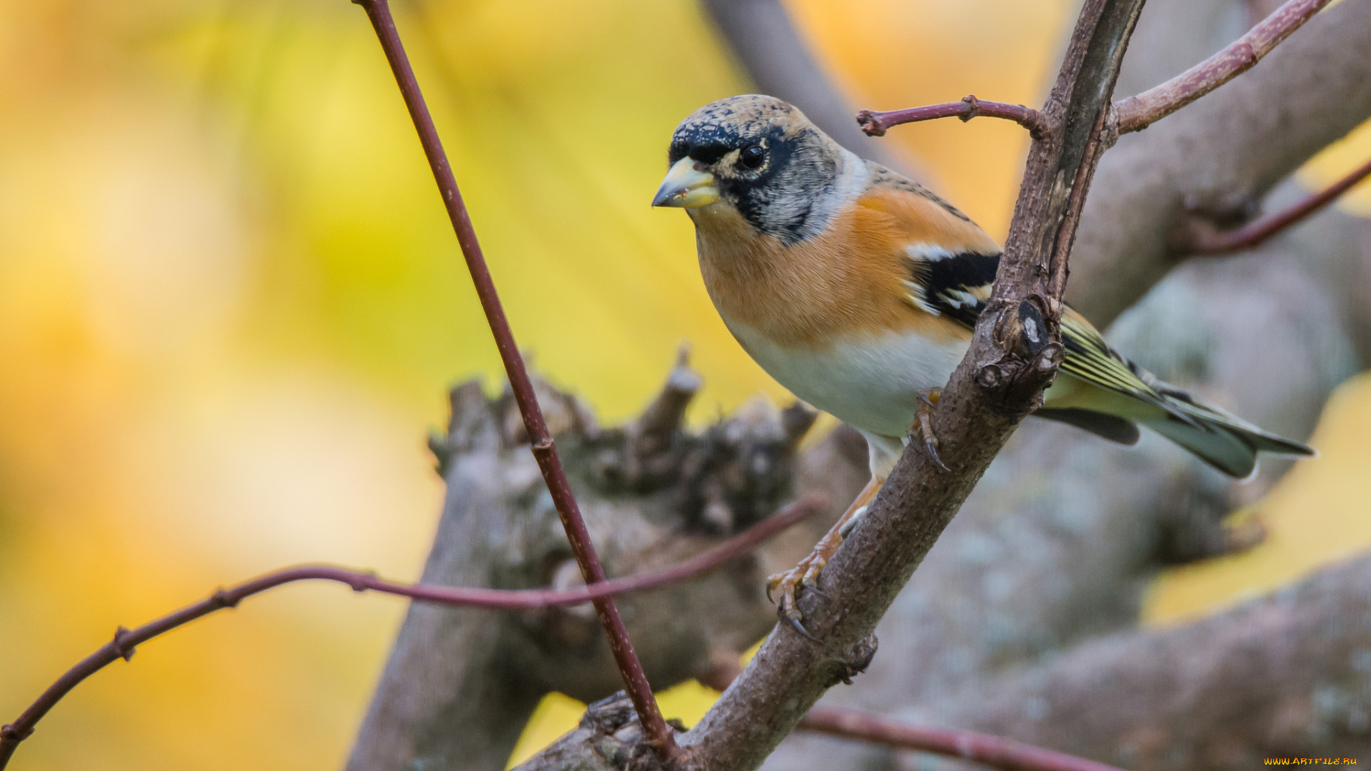 животные, птицы, птичка