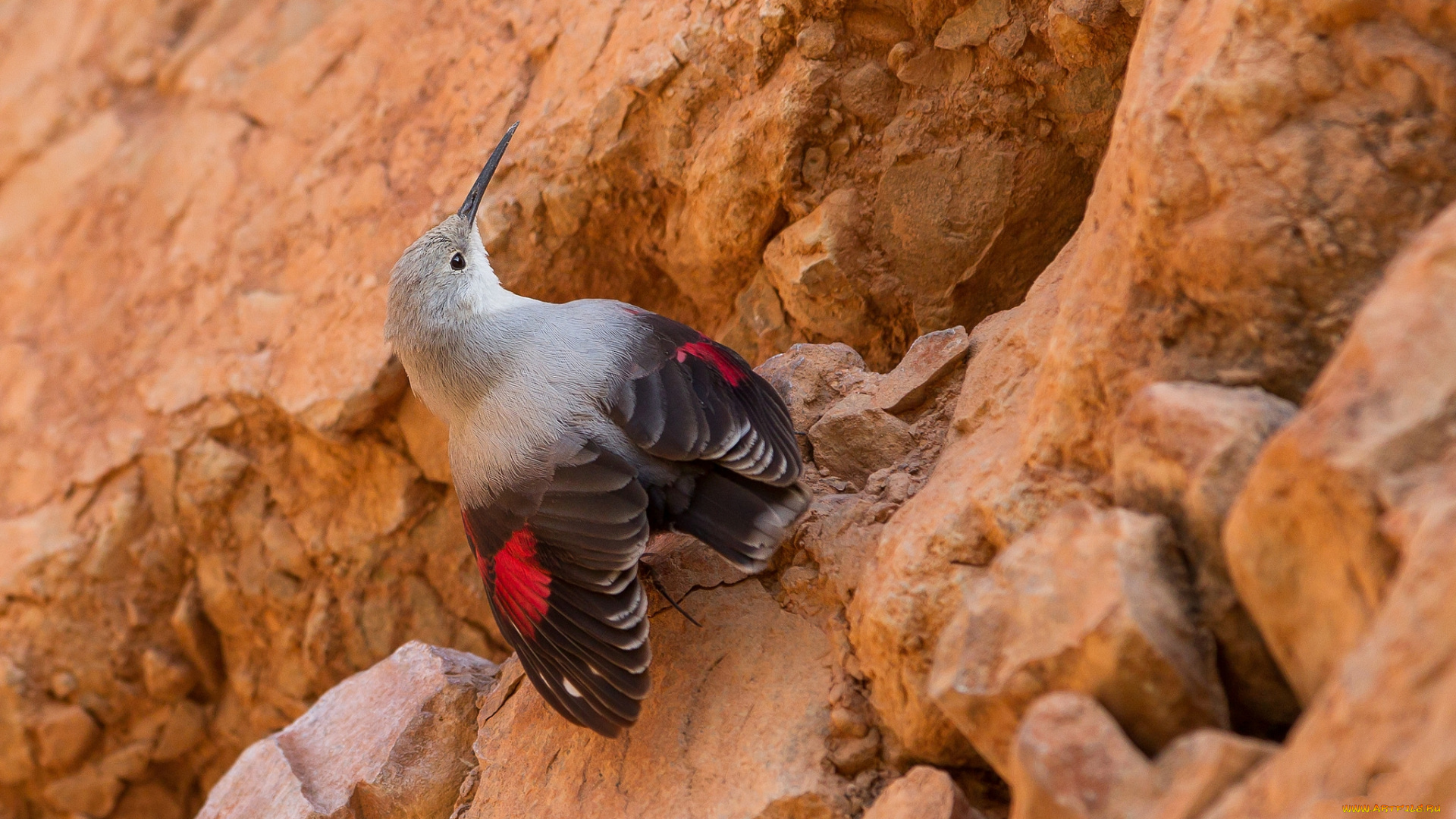 животные, птицы, птичка
