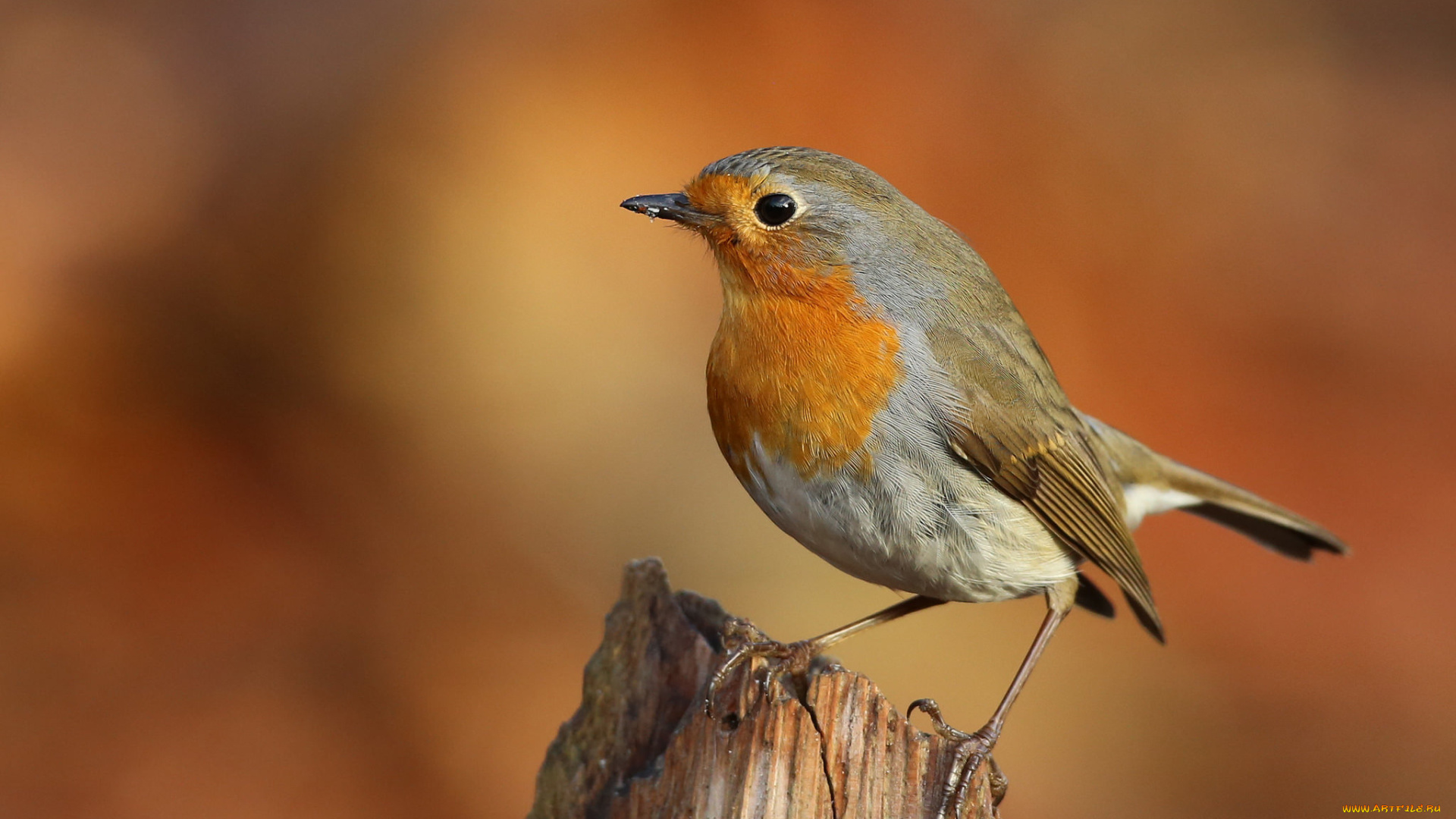 животные, птицы, птичка