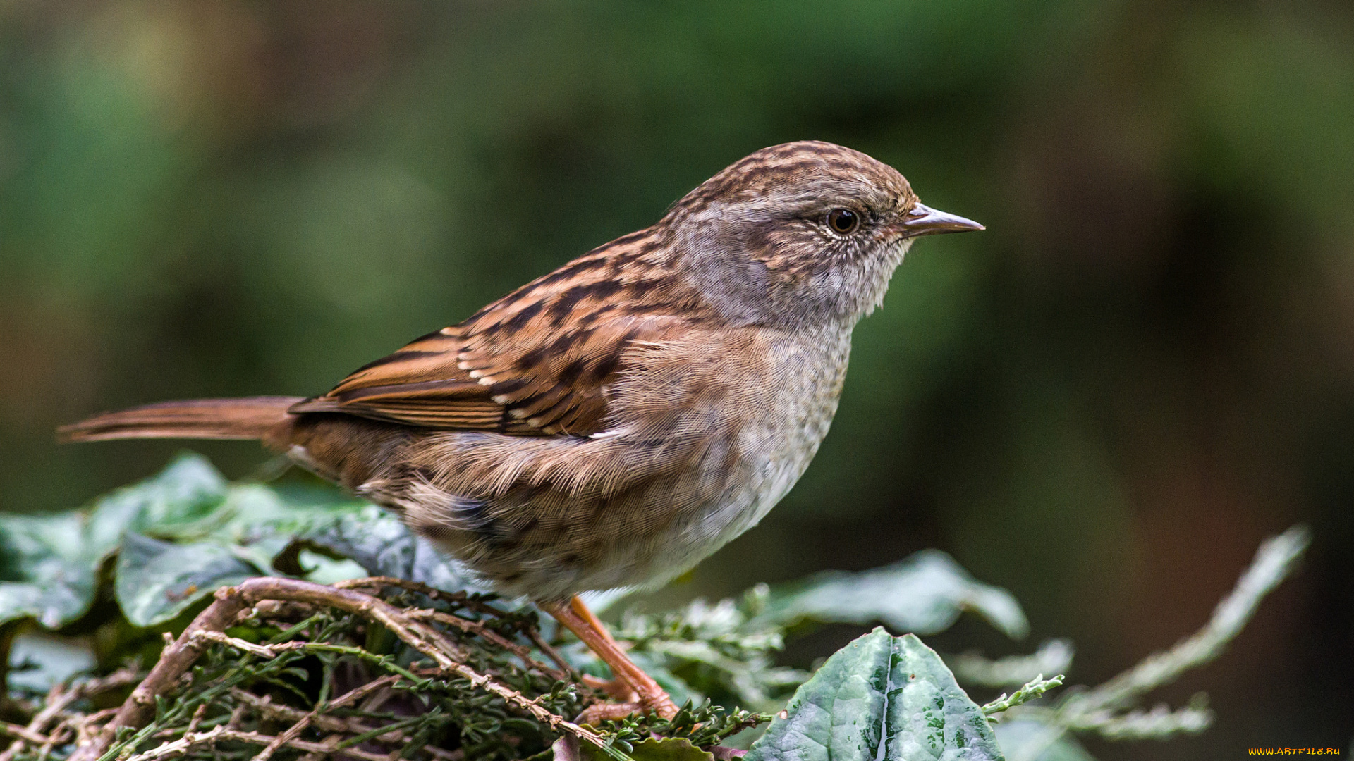 животные, птицы, птичка