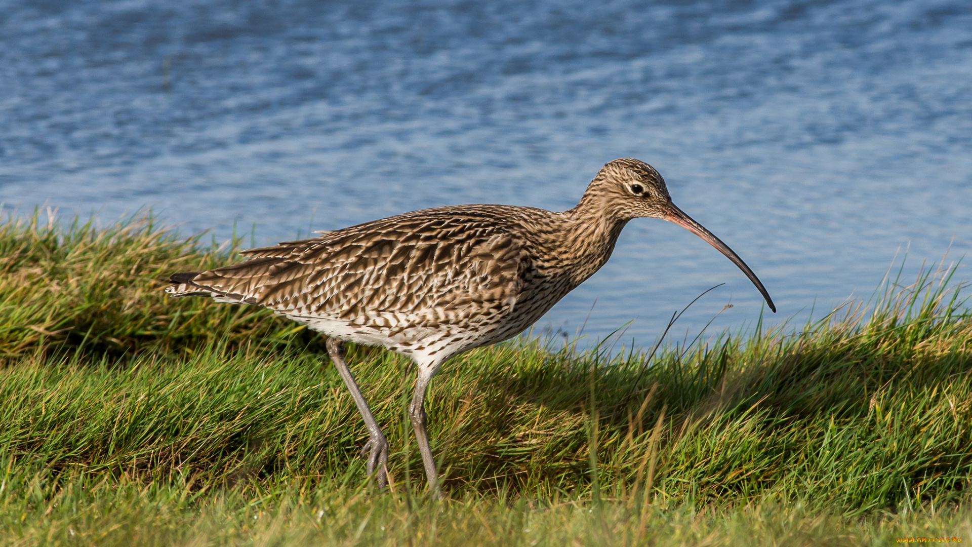 животные, птицы, птичка