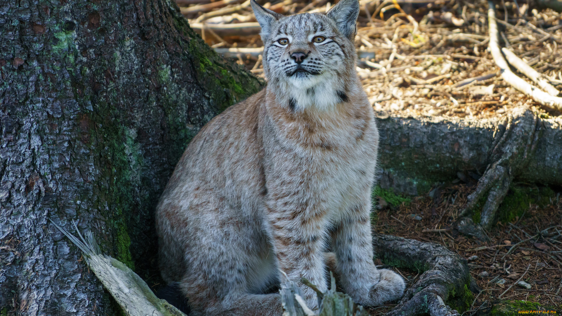 животные, рыси, рысь
