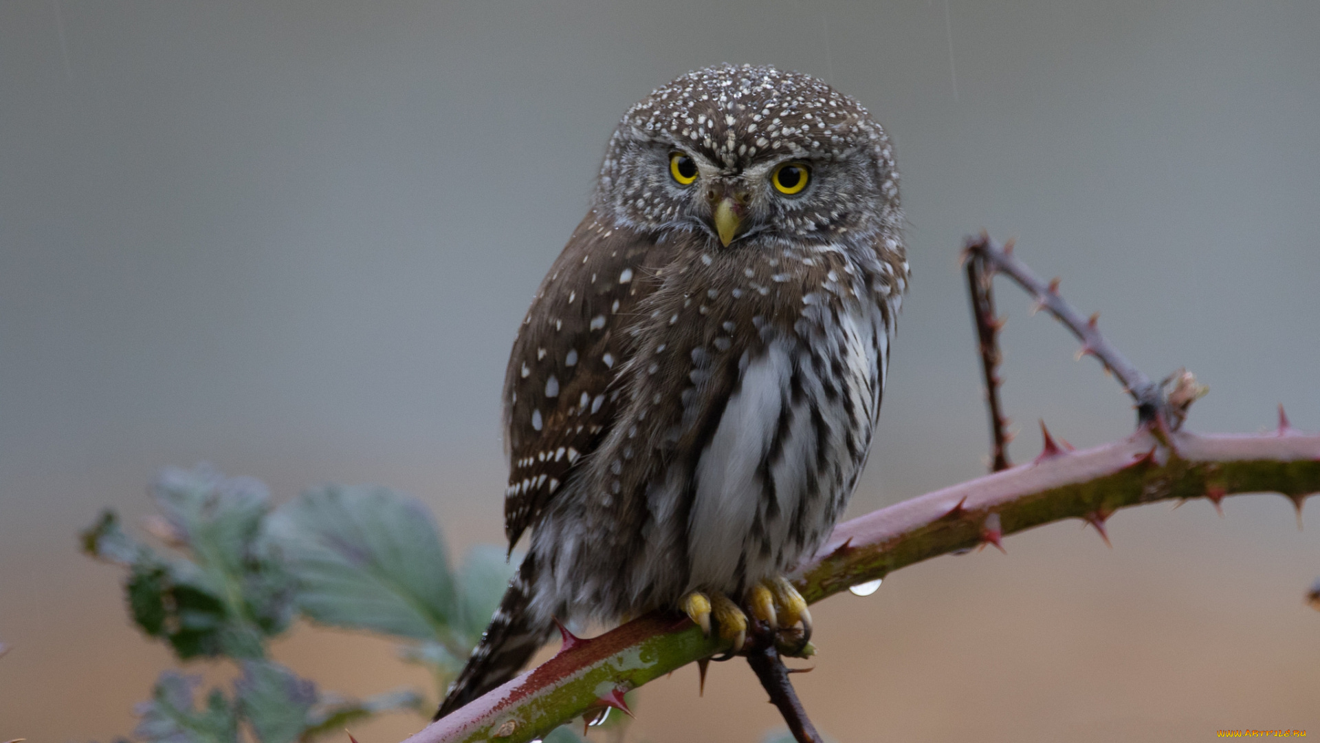 животные, совы, сова