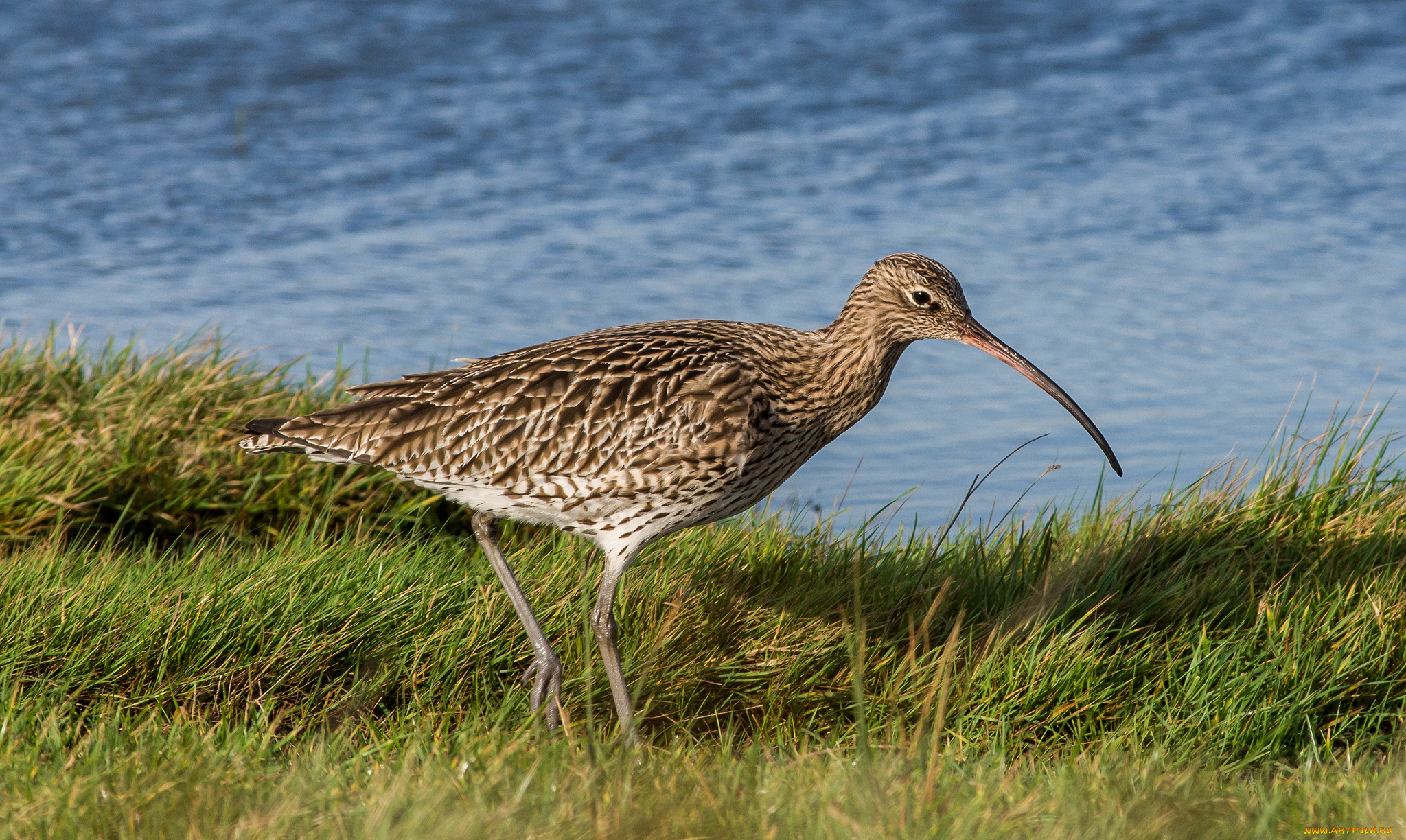 животные, птицы, птичка