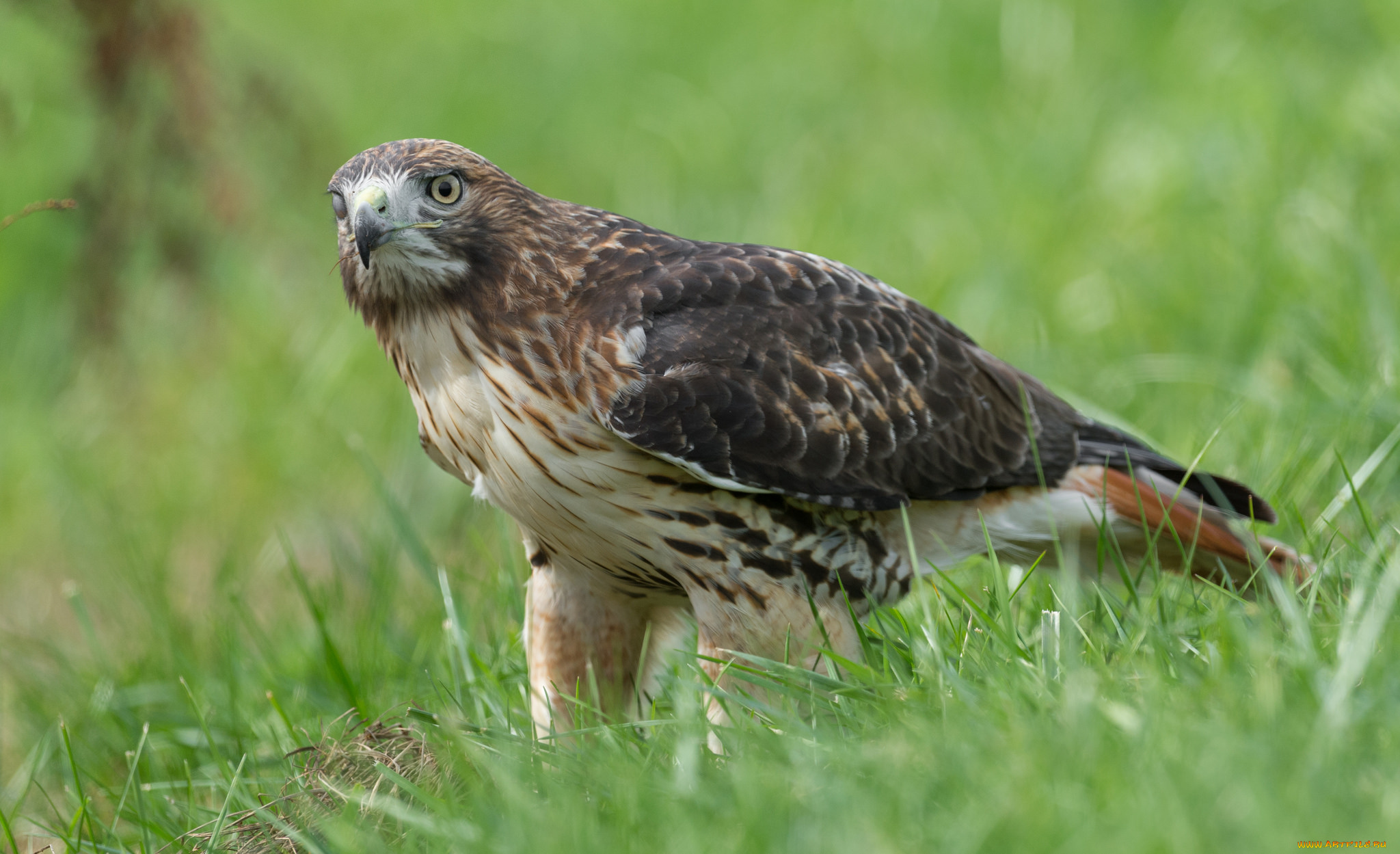 животные, птицы, -, хищники, хищник