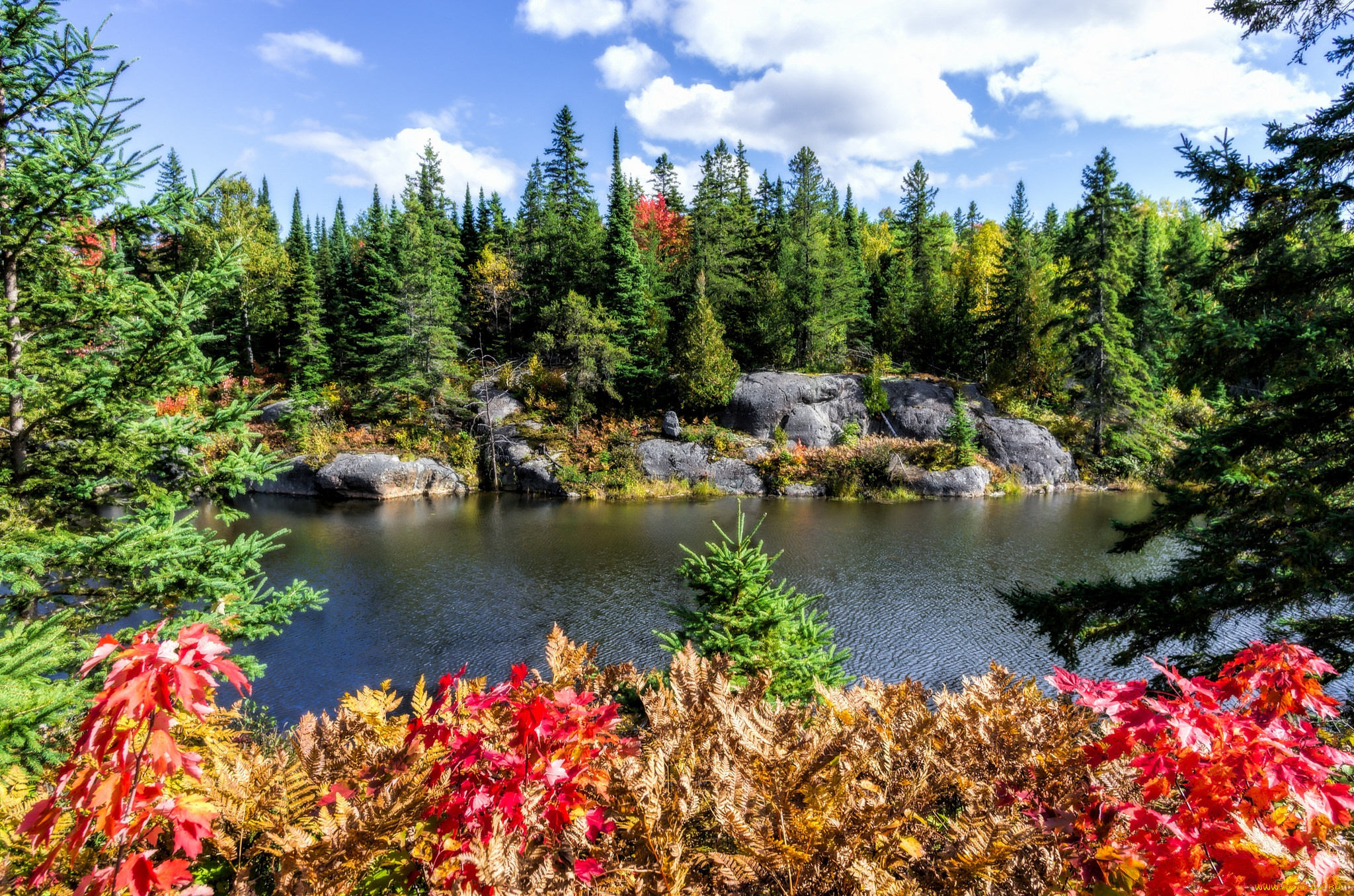 природа, реки, озера, лес, река