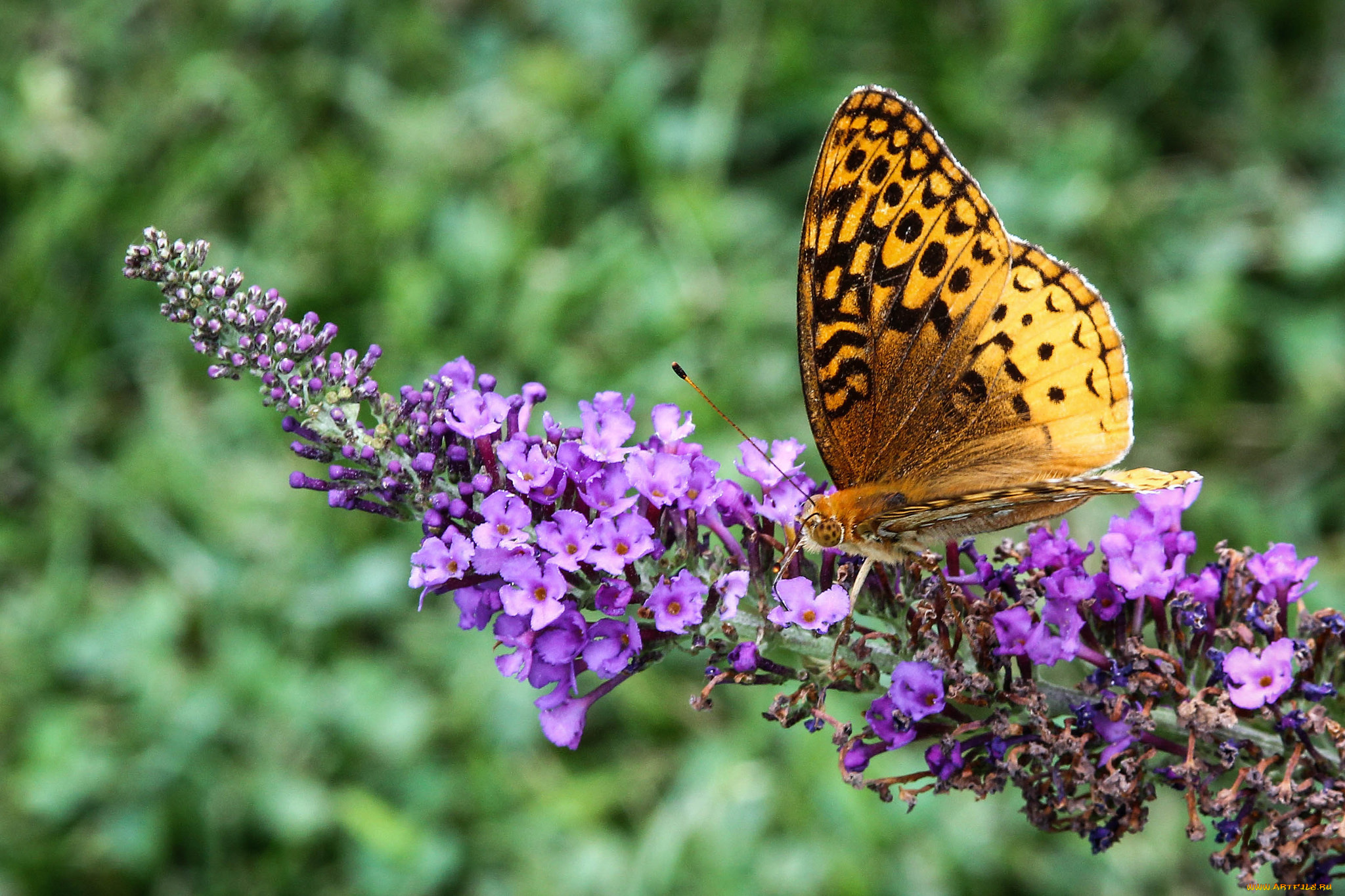 животные, бабочки, , мотыльки, , моли, бабочка