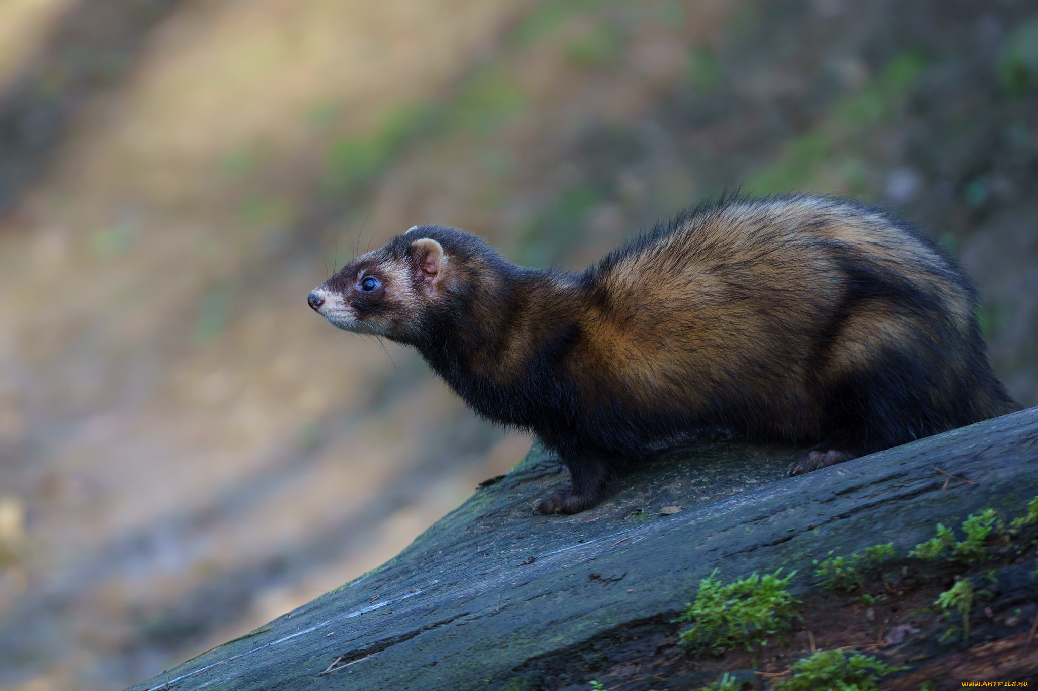 животные, хорьки, , куницы, , горностаи, , ласки, , соболи, куница