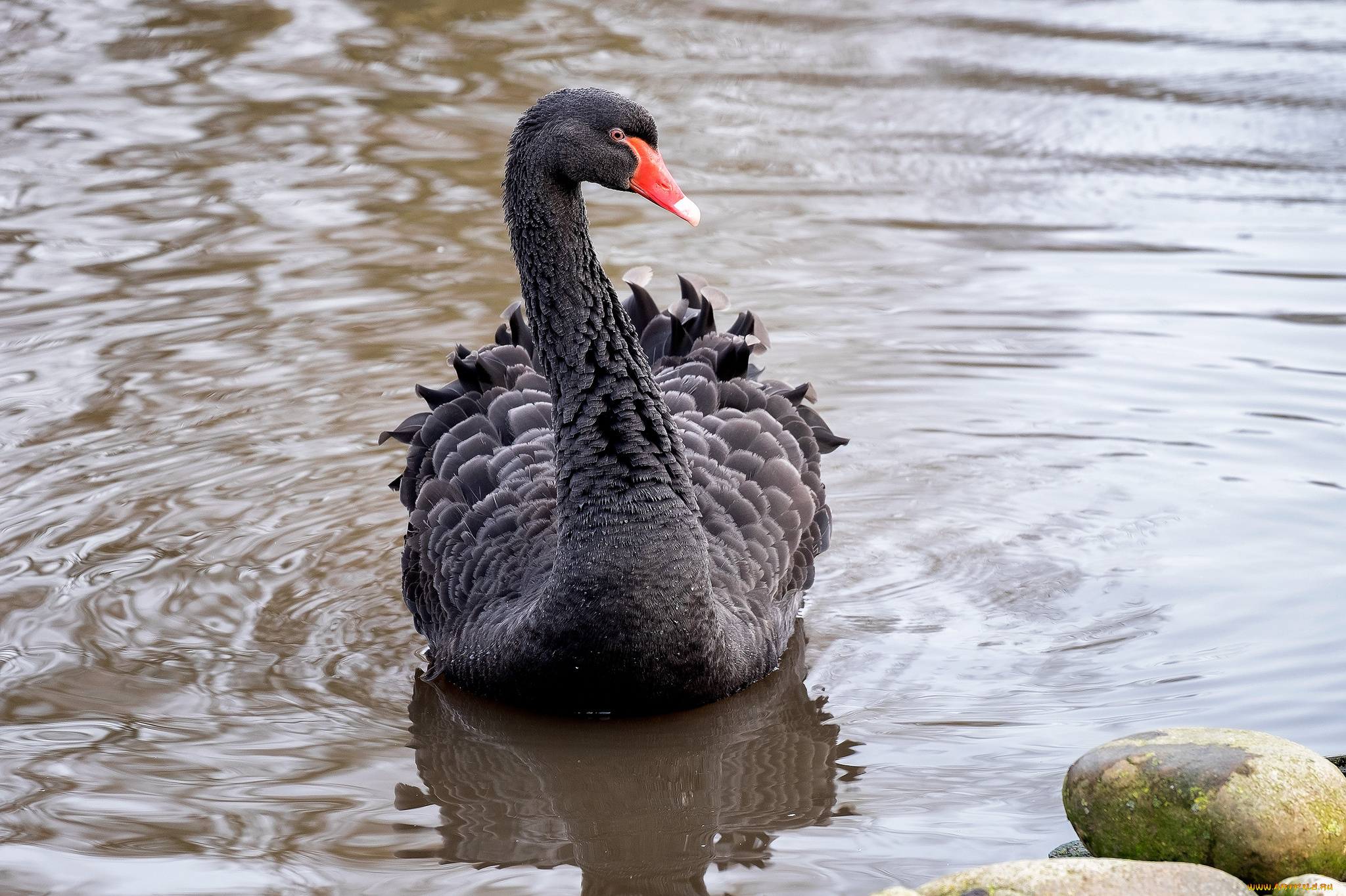 животные, лебеди, лебедь, черный