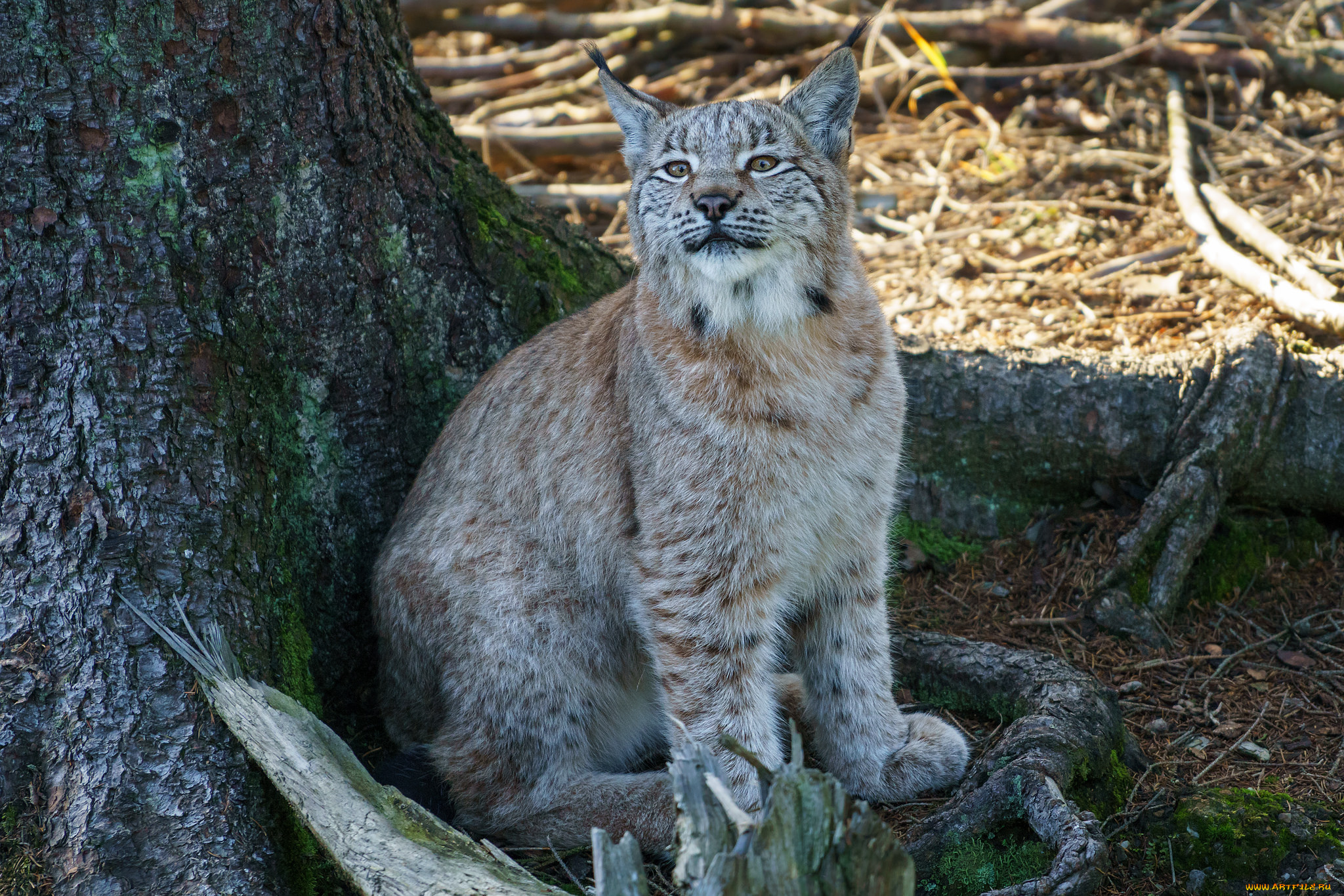 животные, рыси, рысь