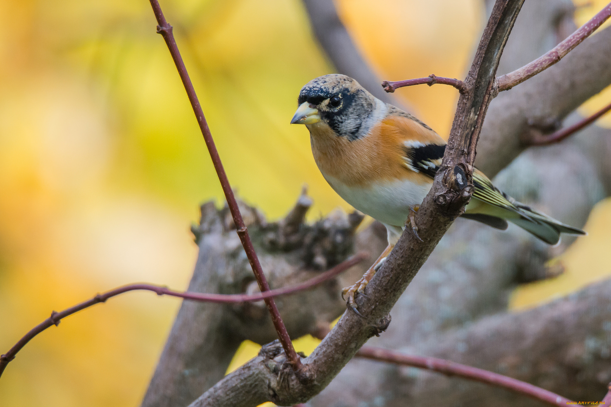 животные, птицы, птичка