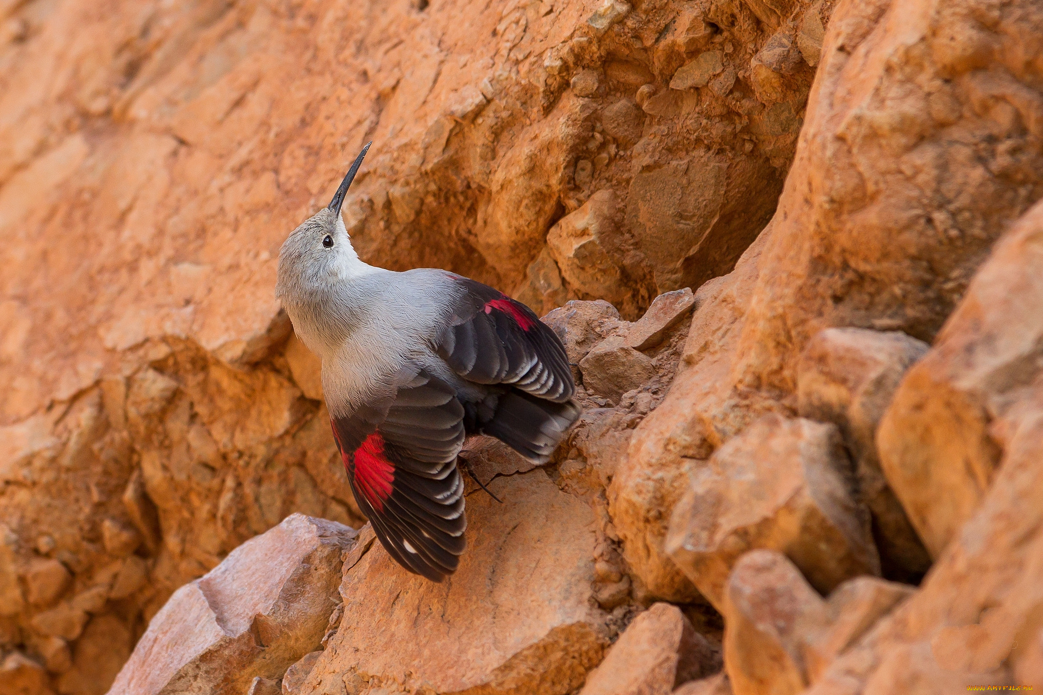 животные, птицы, птичка