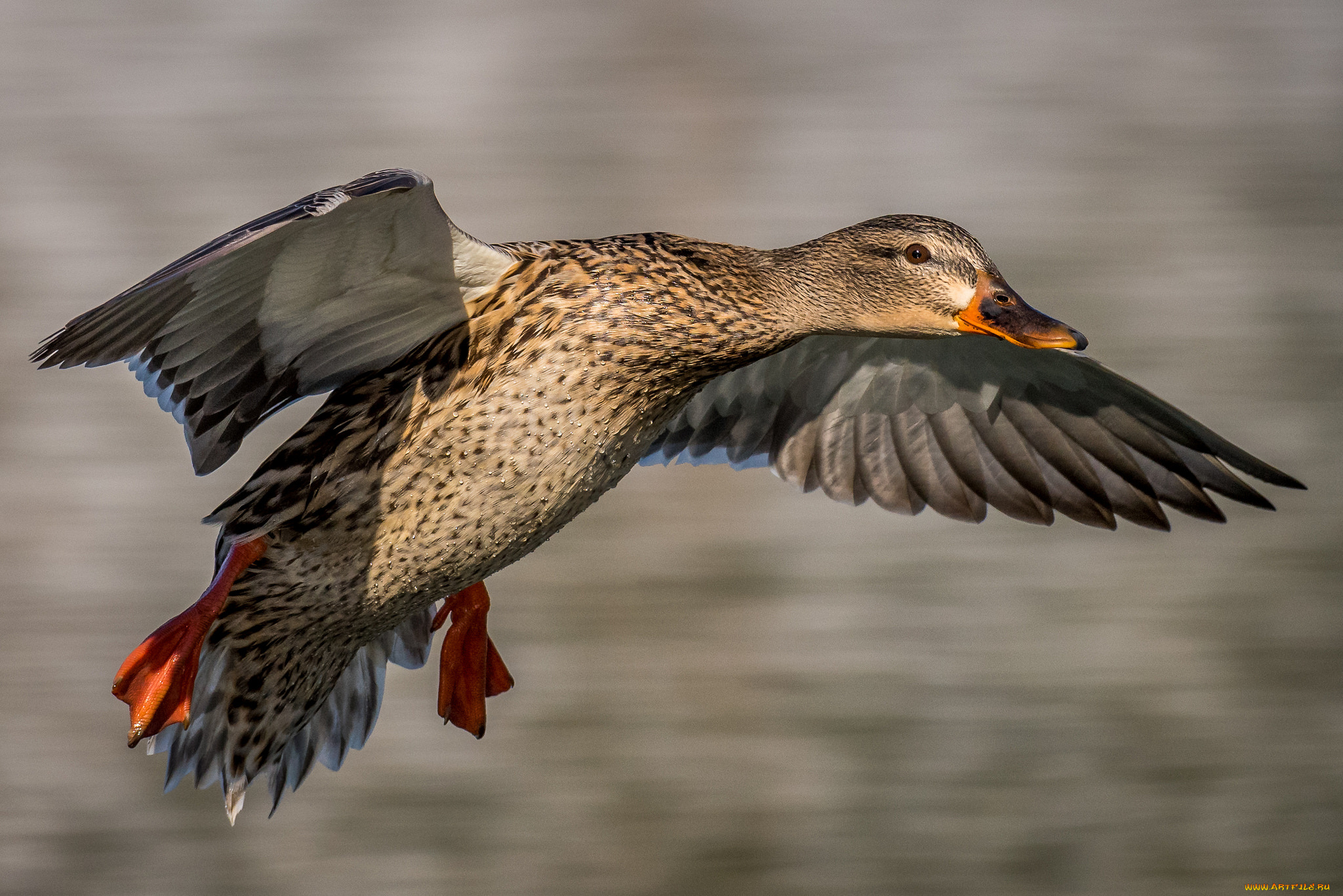 животные, утки, утка
