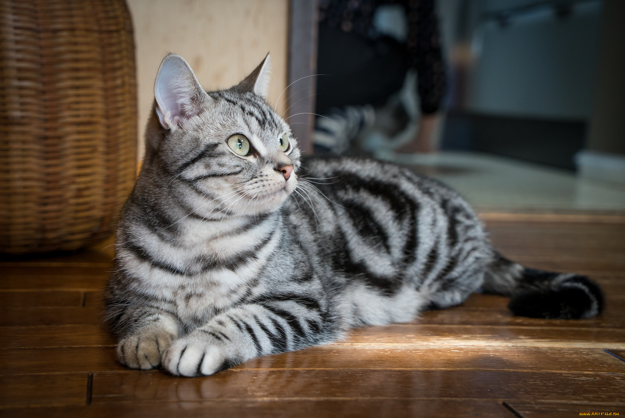 животные, коты, киса