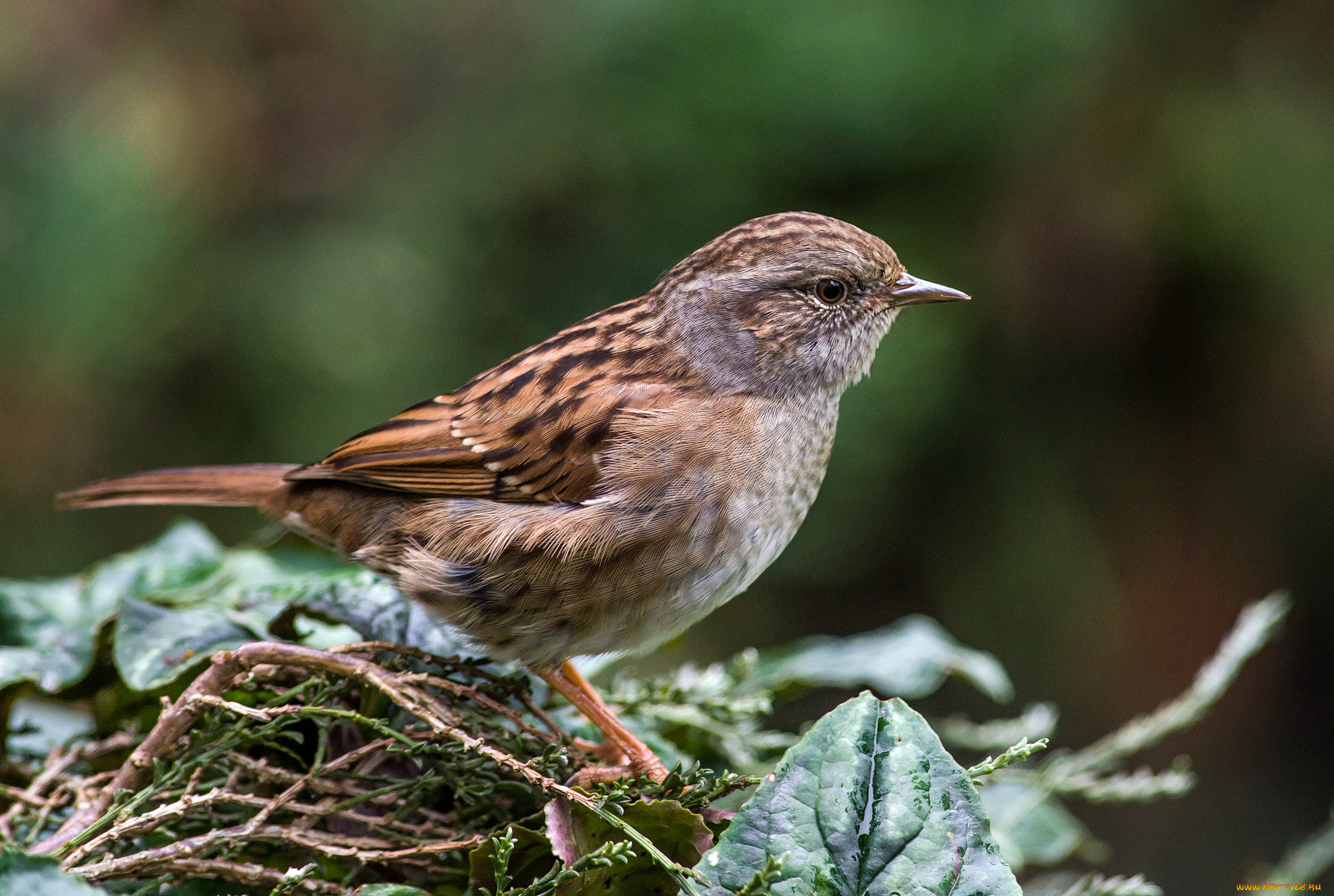 животные, птицы, птичка