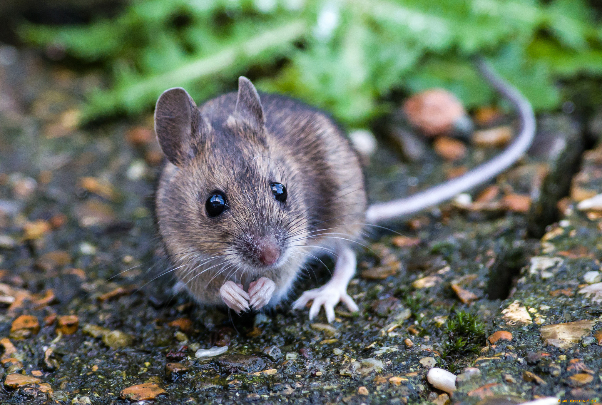 животные, крысы, , мыши, мышка