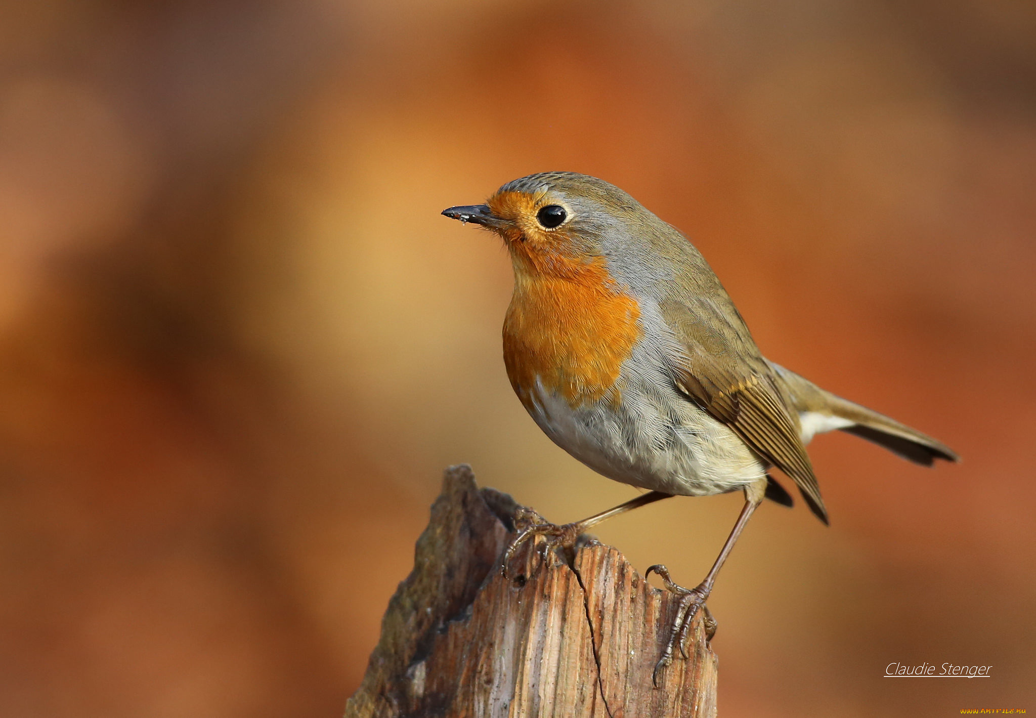 животные, птицы, птичка