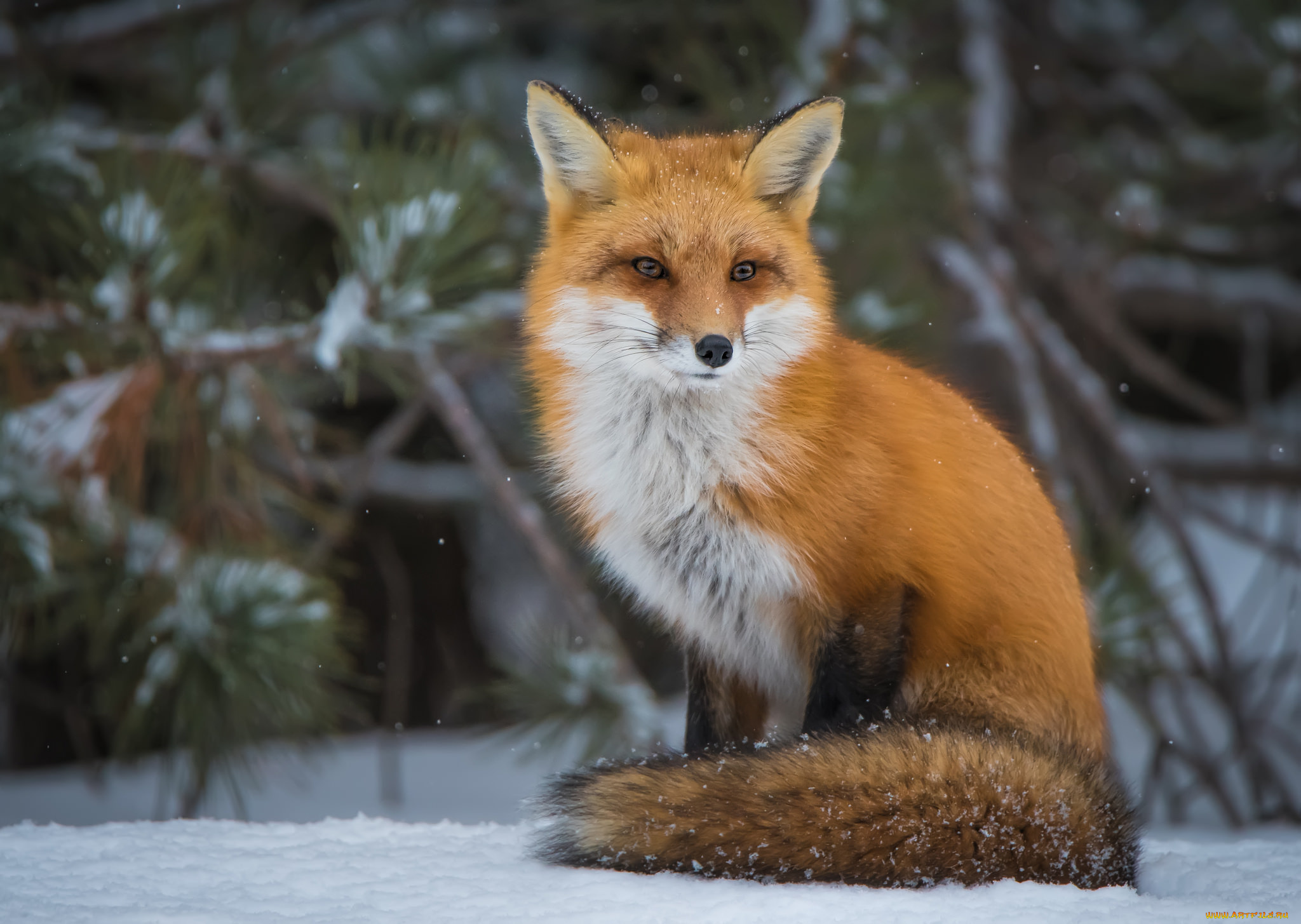 животные, лисы, лисичка