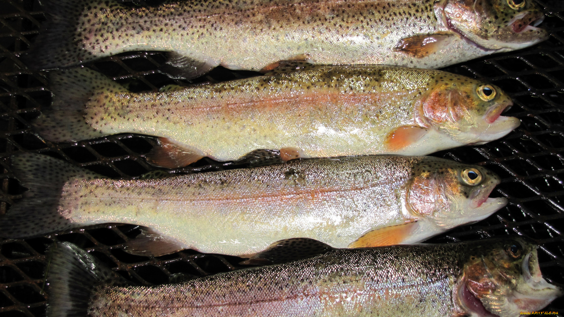 еда, рыба, , морепродукты, , суши, , роллы, рыбка