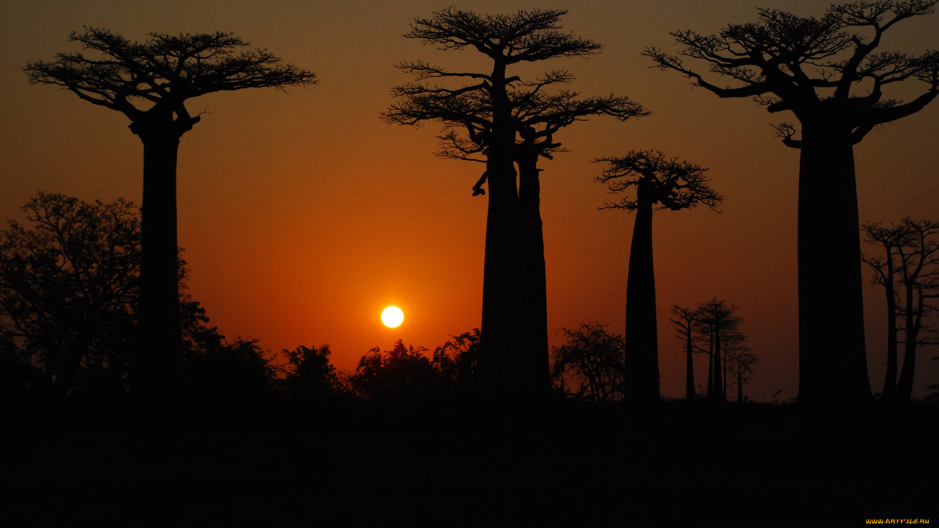 природа, деревья, баобаб, вечер, солнце, закат, madagaskar