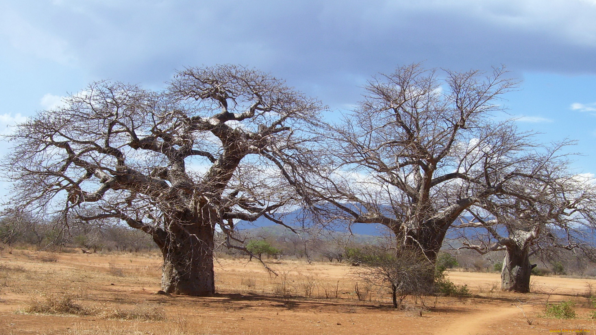 природа, деревья, madagaskar, baobab