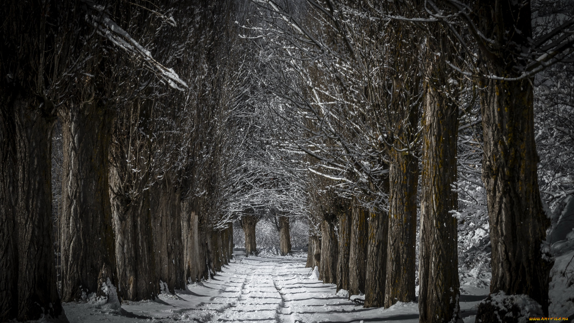 природа, дороги, лес, дорога, снег