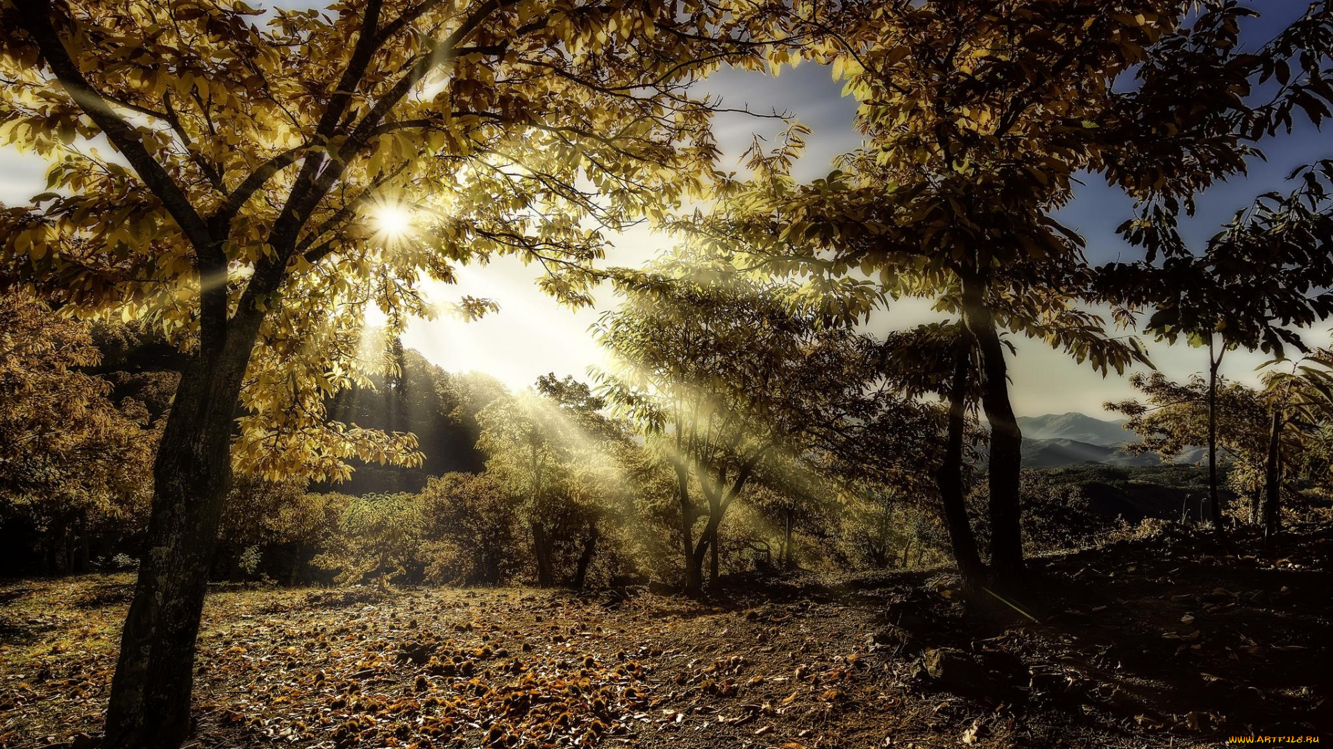 природа, лес, осень, лучи, солнца, пейзаж, холмы, деревья