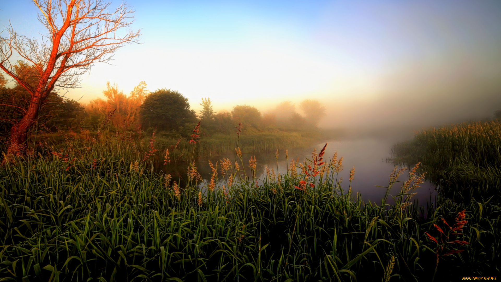 природа, реки, озера, река, лес