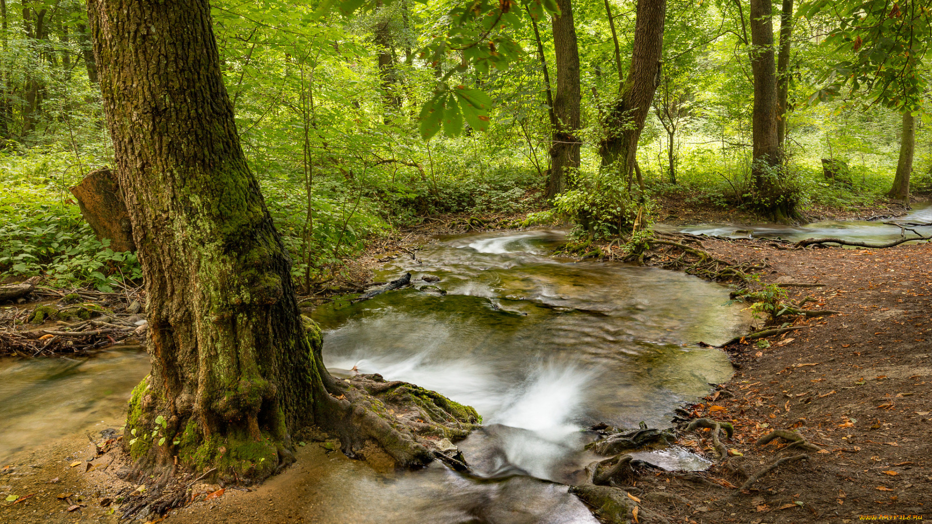 природа, реки, озера, река, лес