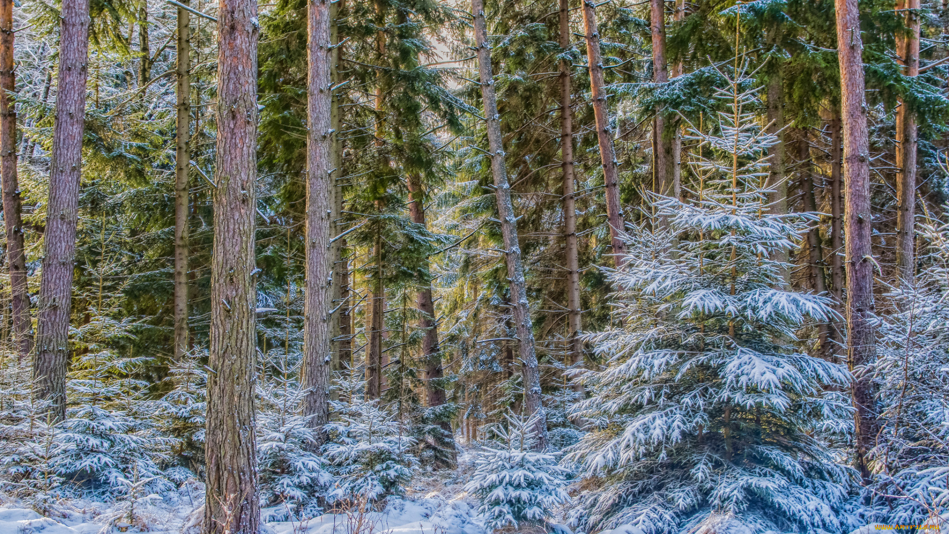 природа, зима, снег