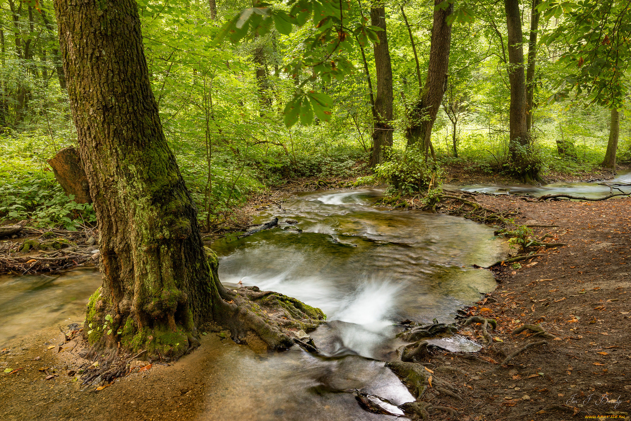 природа, реки, озера, река, лес