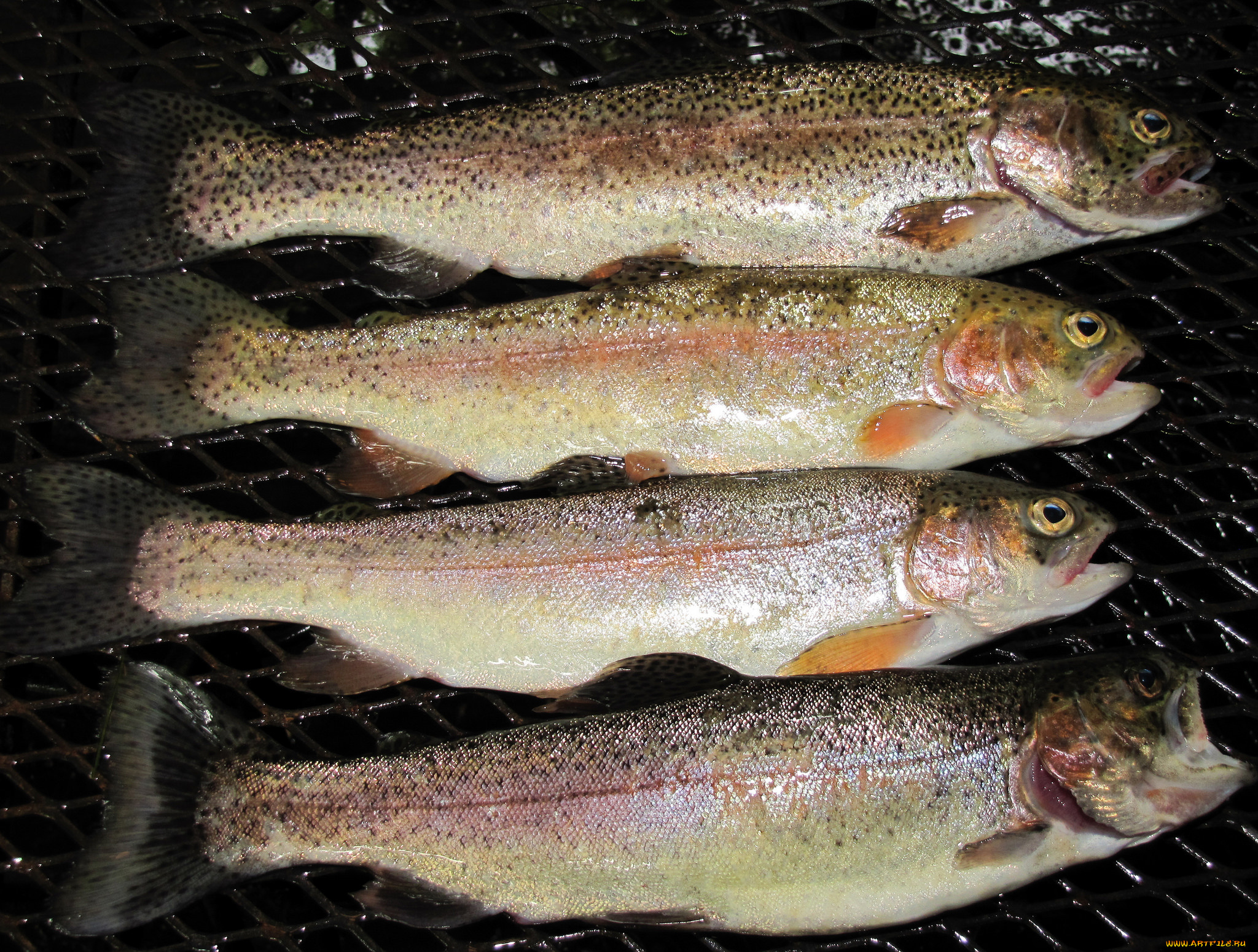 еда, рыба, , морепродукты, , суши, , роллы, рыбка