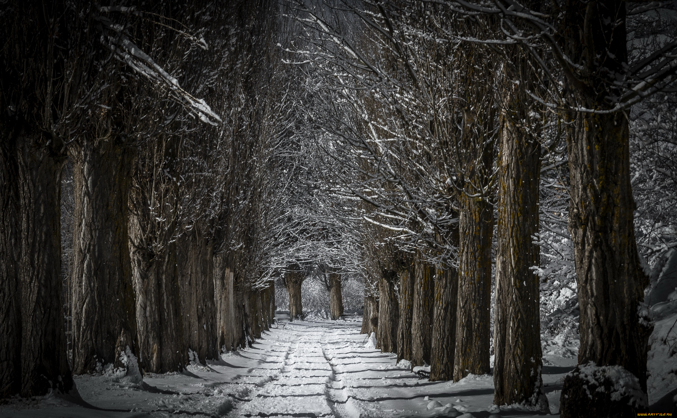 природа, дороги, лес, дорога, снег