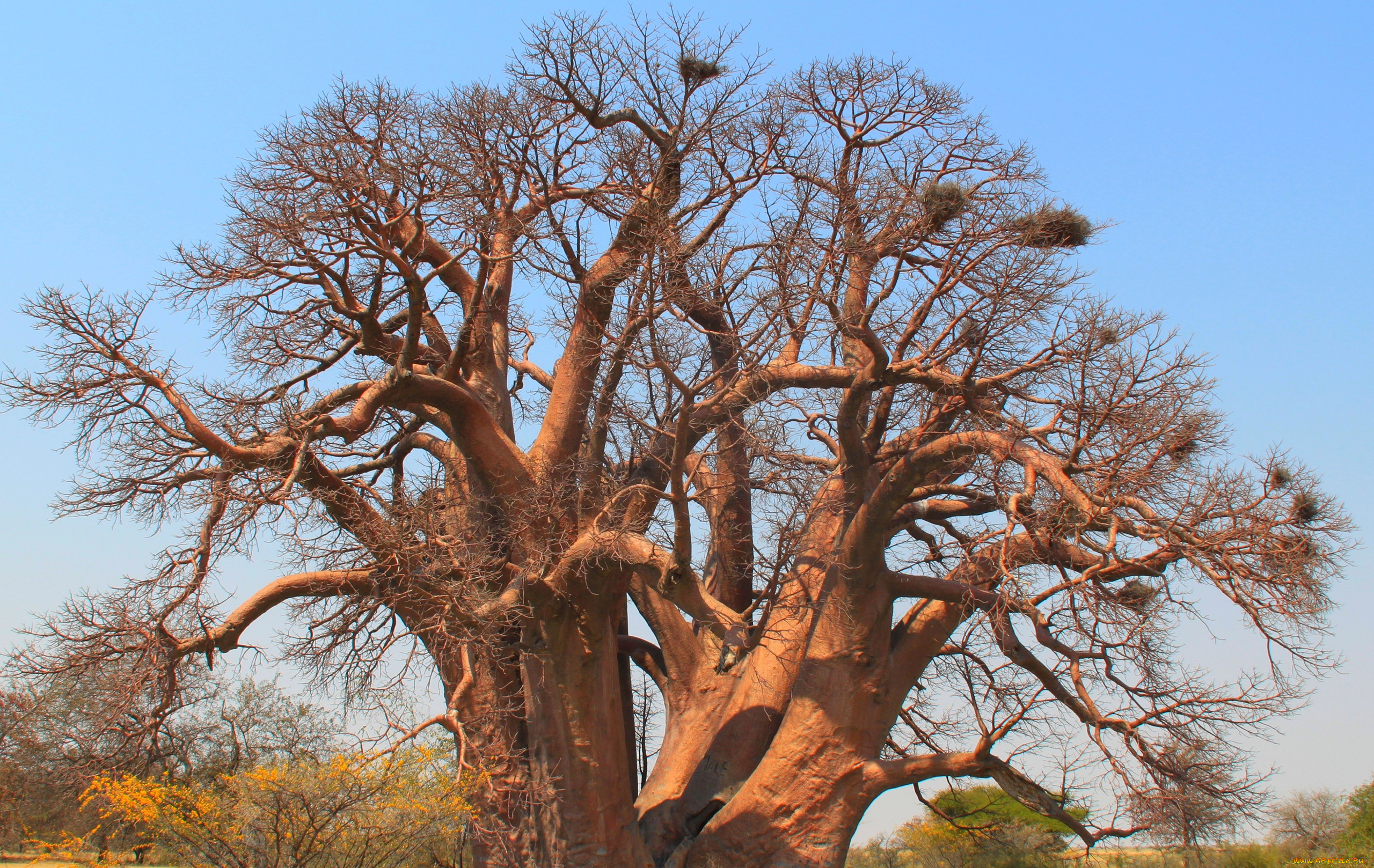 природа, деревья, madagaskar, baobab