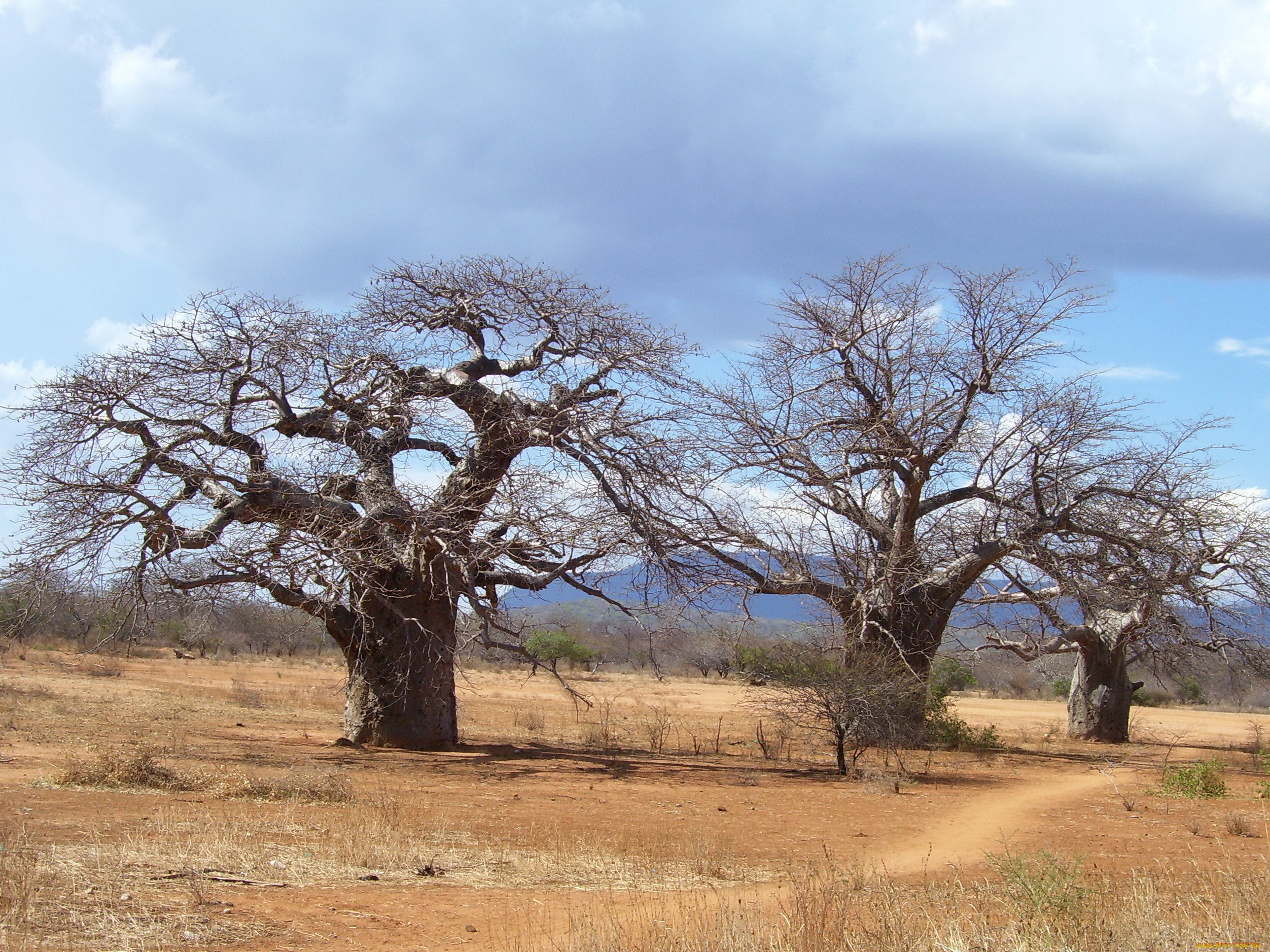 природа, деревья, madagaskar, baobab