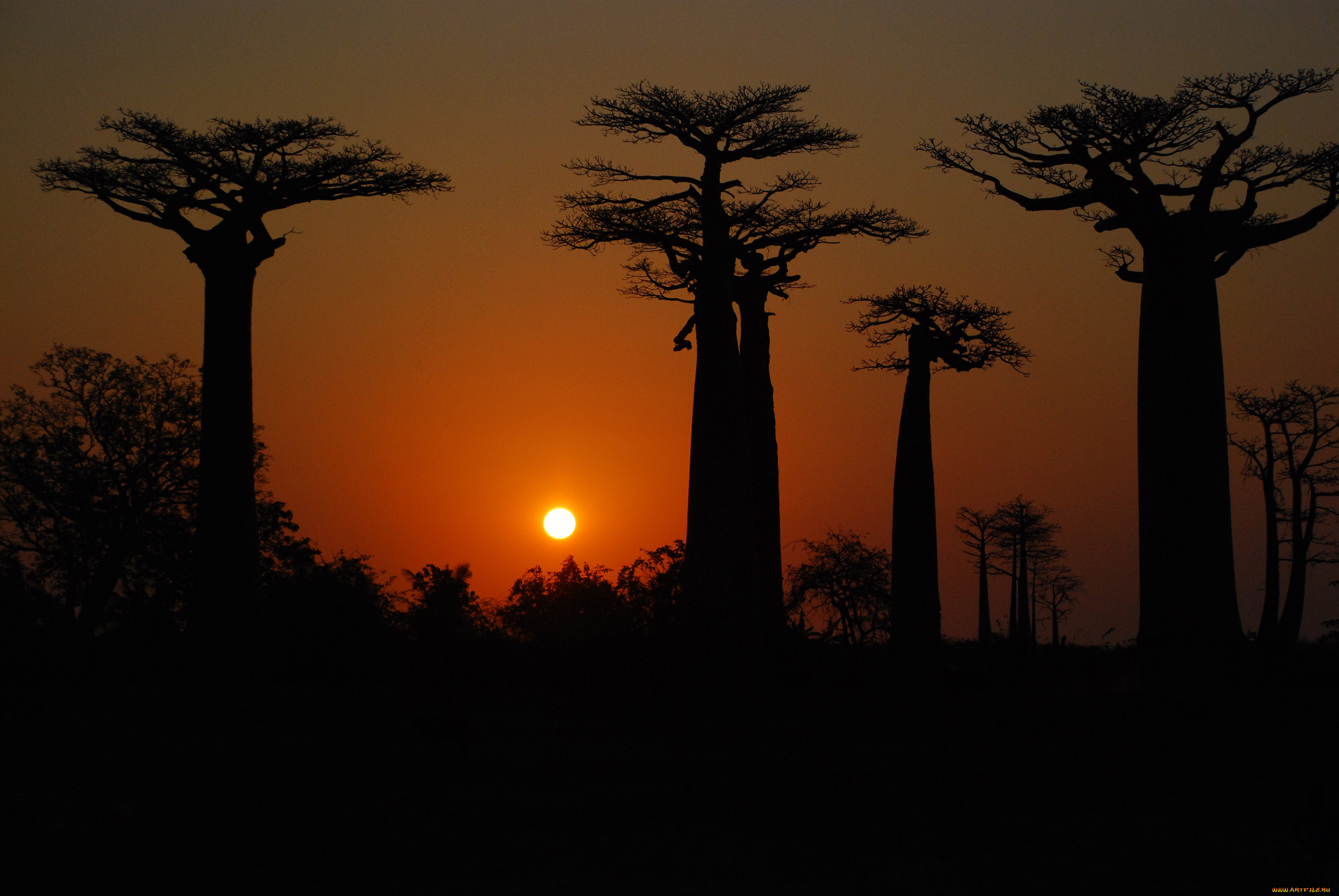 природа, деревья, баобаб, вечер, солнце, закат, madagaskar